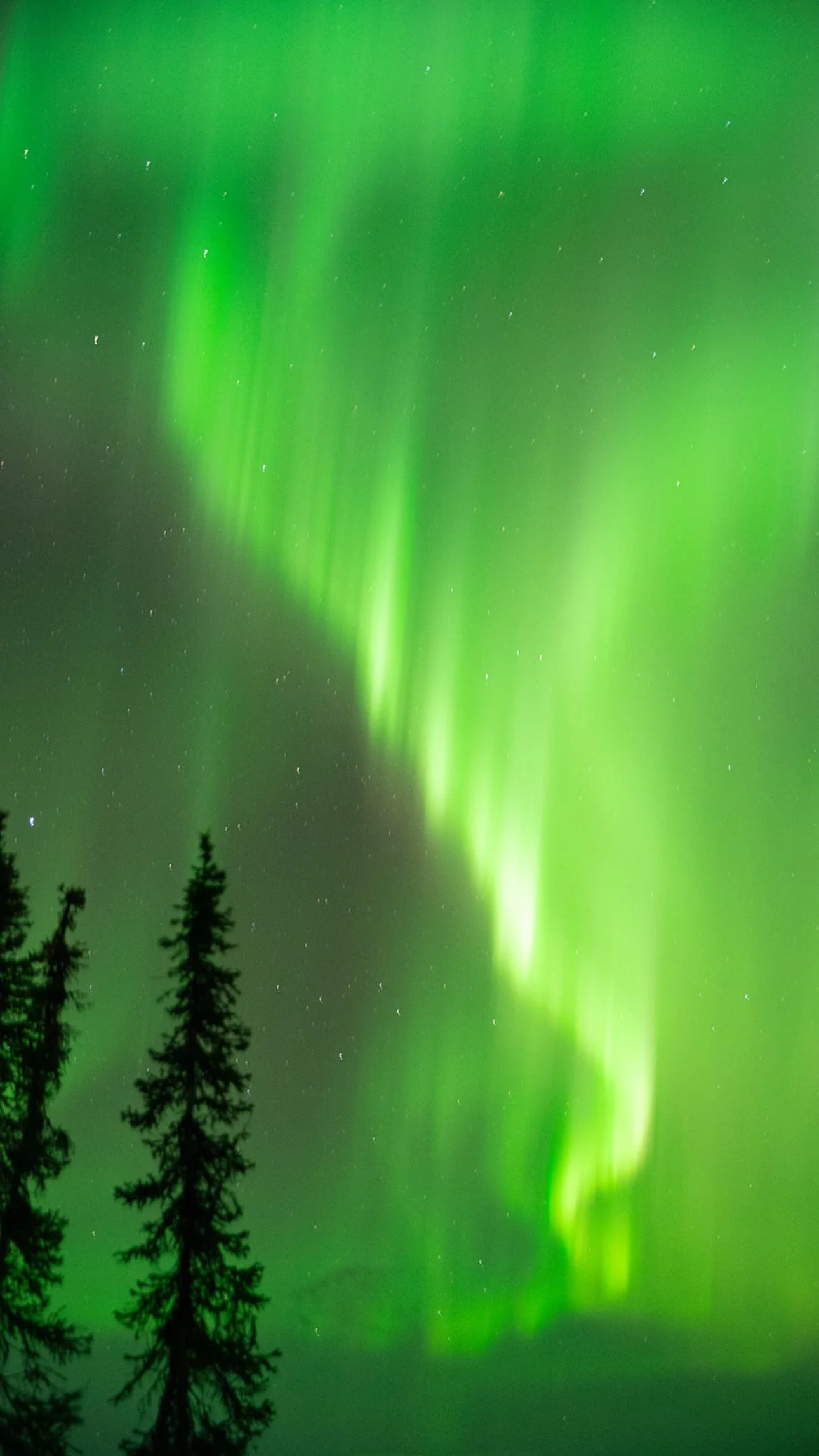 Northern lights glowing green in the night sky over silhouette trees.