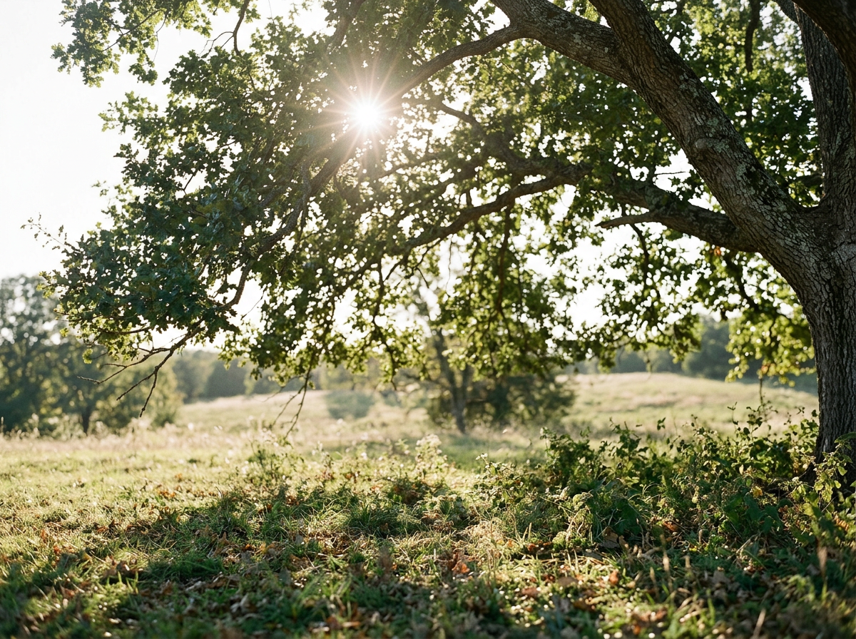 Sunlight filters through the branches and leaves of a large tree in a grassy field on a clear day.