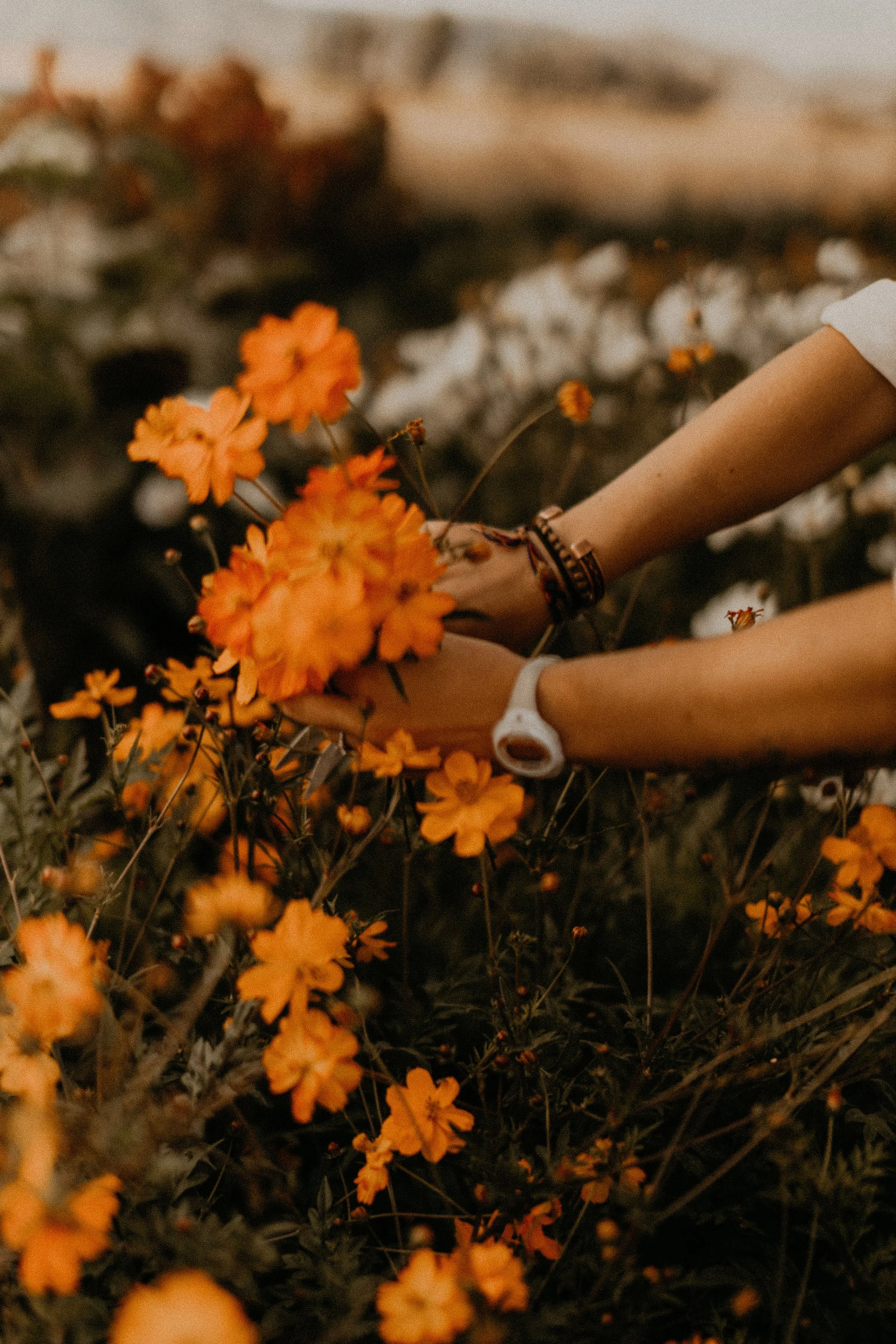 4 Week Flower Subscription