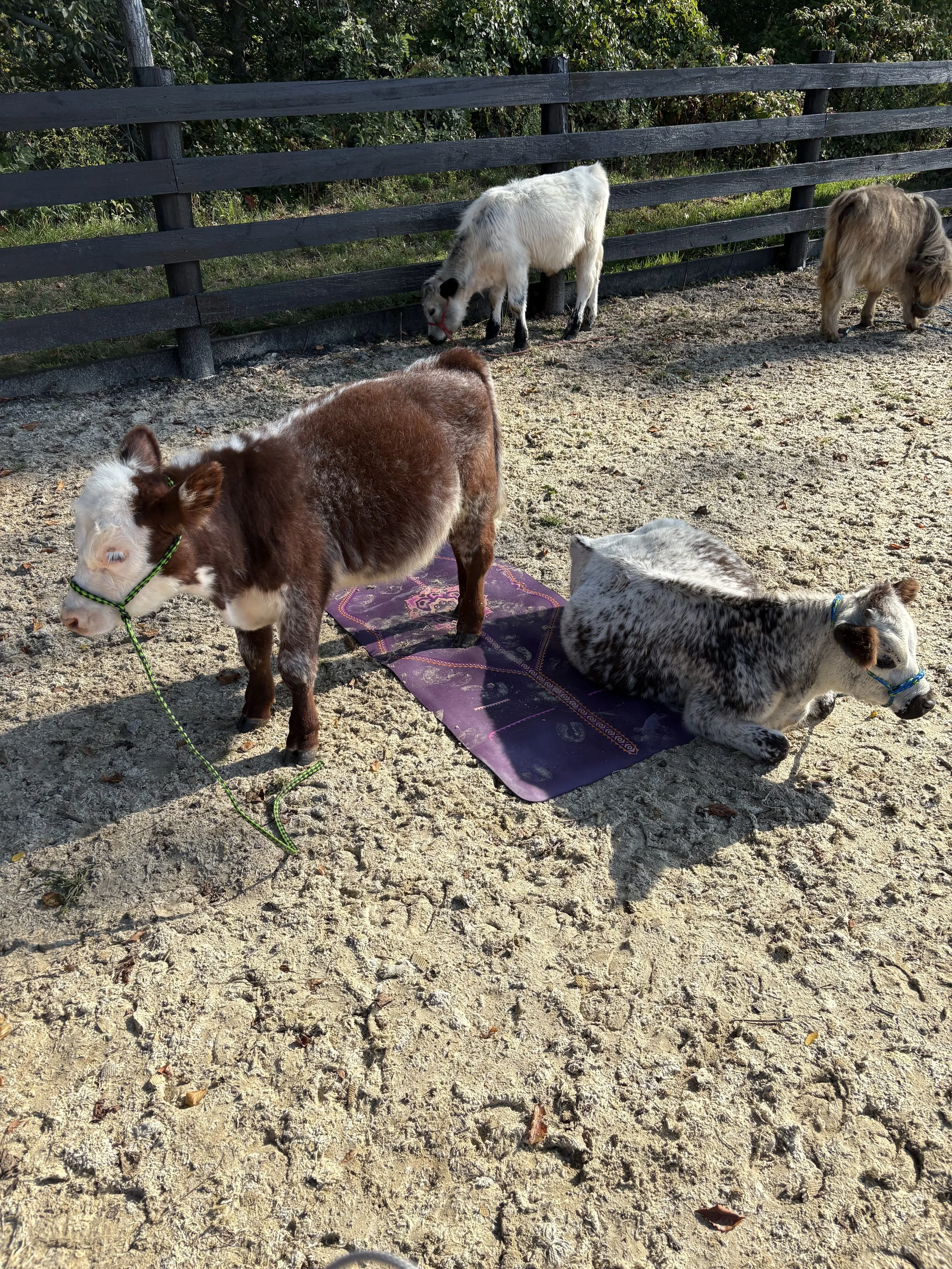 Several small goats, one with a brown and white coat, one grey and white, one white with black spots, and one with a brown and long hair, are in an outdoor enclosure on sandy ground, with a black wooden fence and green foliage in the background.