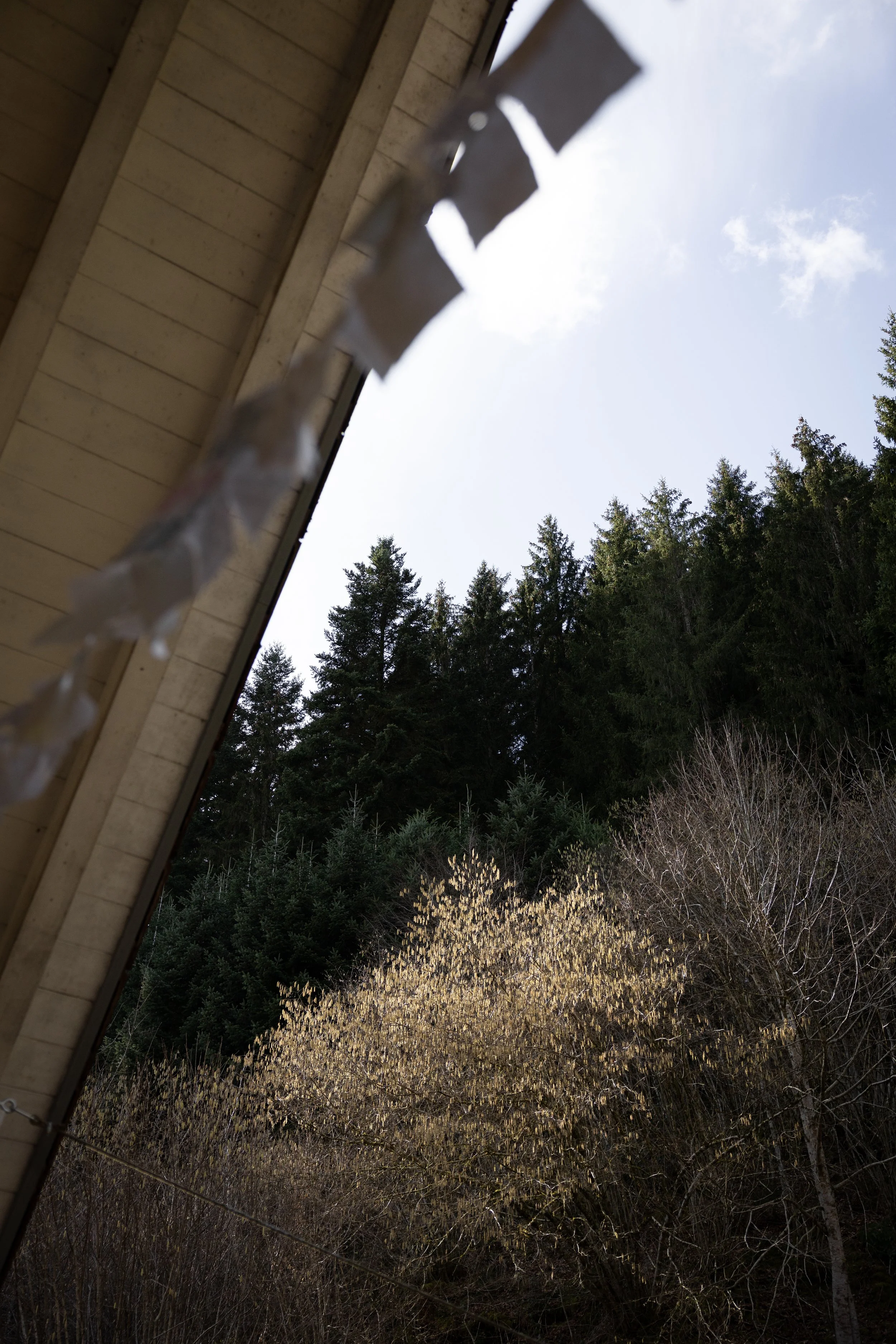 Blick nach oben auf den Himmel durch einen Baumbestand, mit Baumkronen im Frühling und einer Häuserseite im Vordergrund.