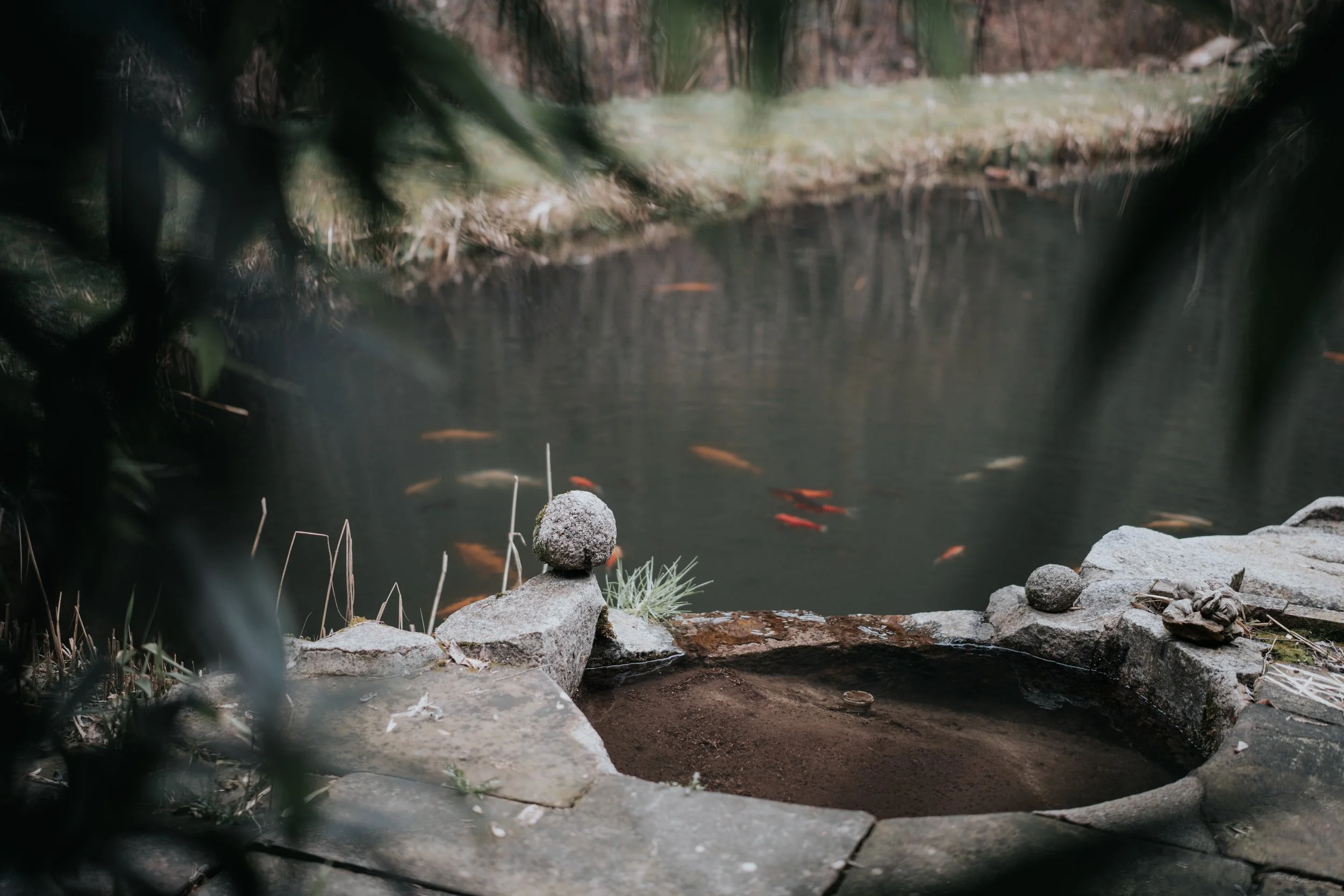 Ein Teich mit schimmerndem Wasser, darin schwimmen rote und weiße Fische, umgeben von Steinen, etwas Gras und dunklen Blättern.