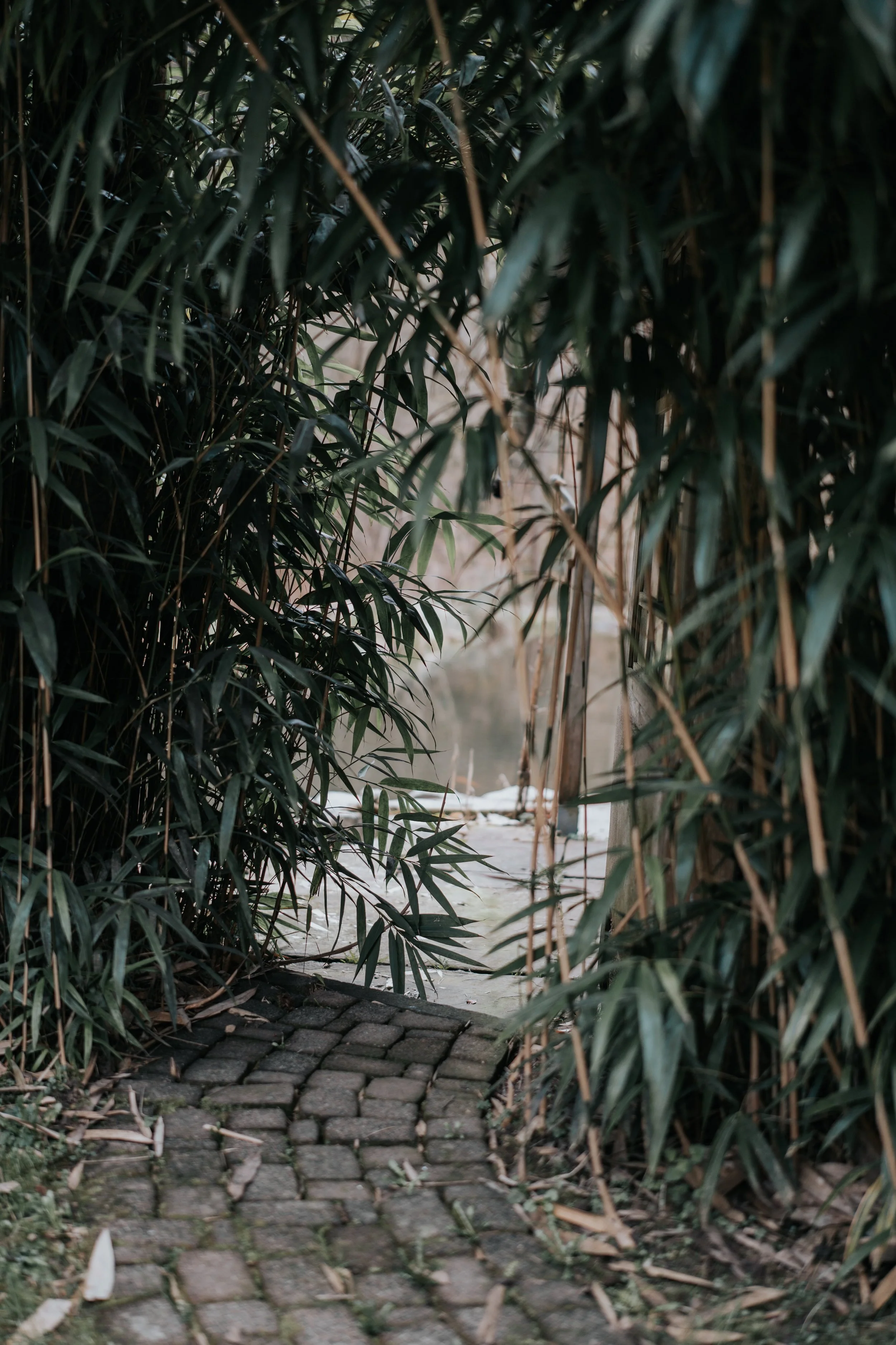 Ein schmaler, gepflasterter Weg führt durch dichte, hohe Gräser und Bambuspflanzen zu einem kleinen Wasserbereich.