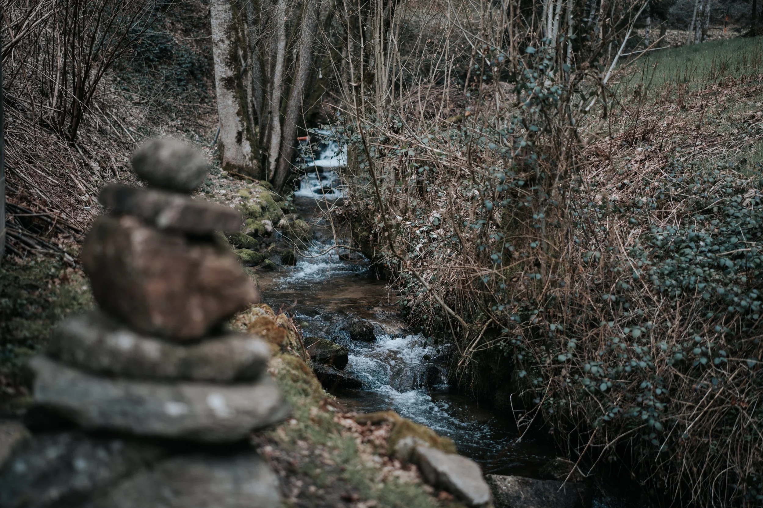 Ein kleiner Bach in einer bewaldeten Gegend im Schwarzwald mit Steinen und Büschen.