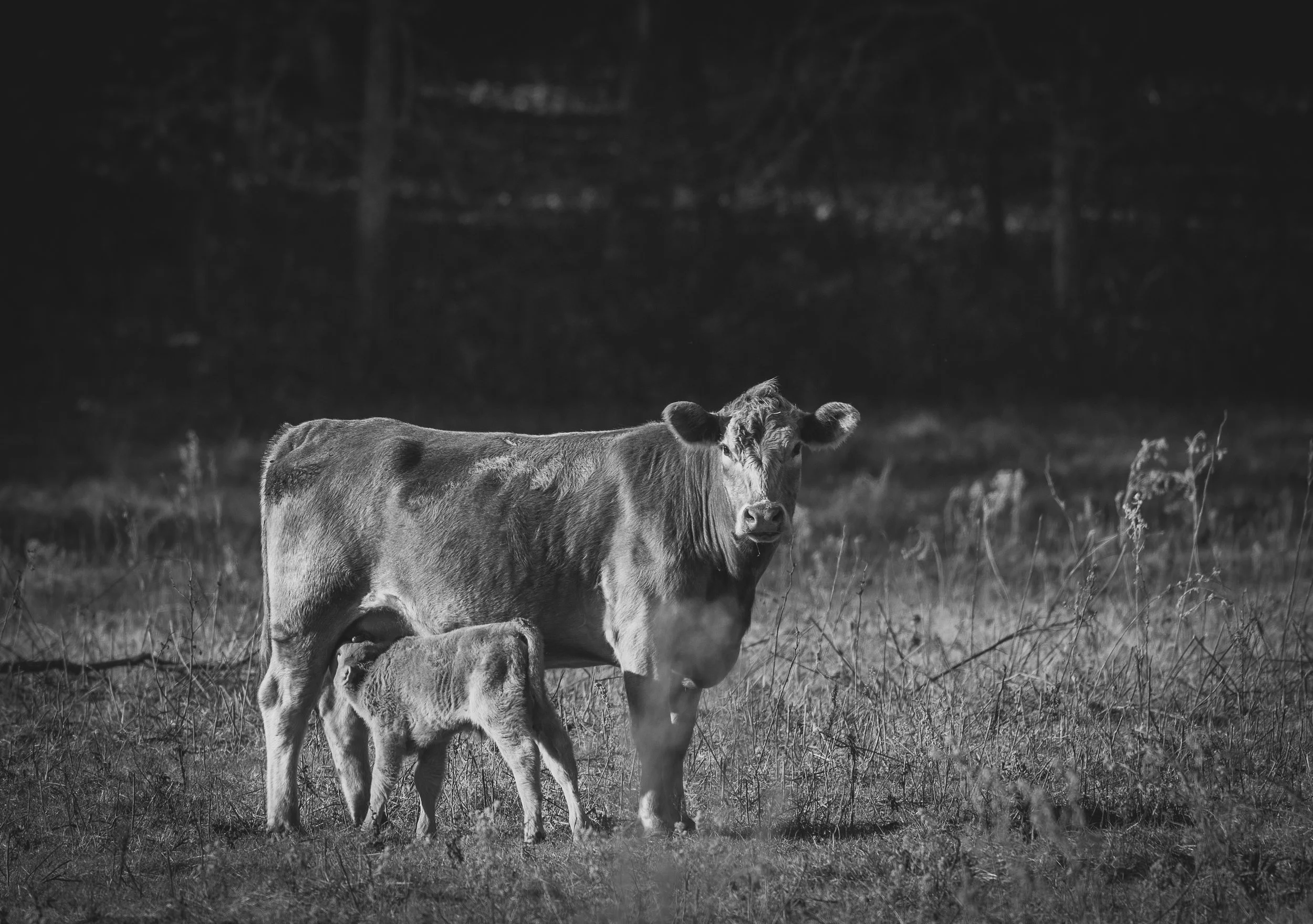 A black and white photograph of a cow nursing a calf in a grassy field with a dark, wooded background.