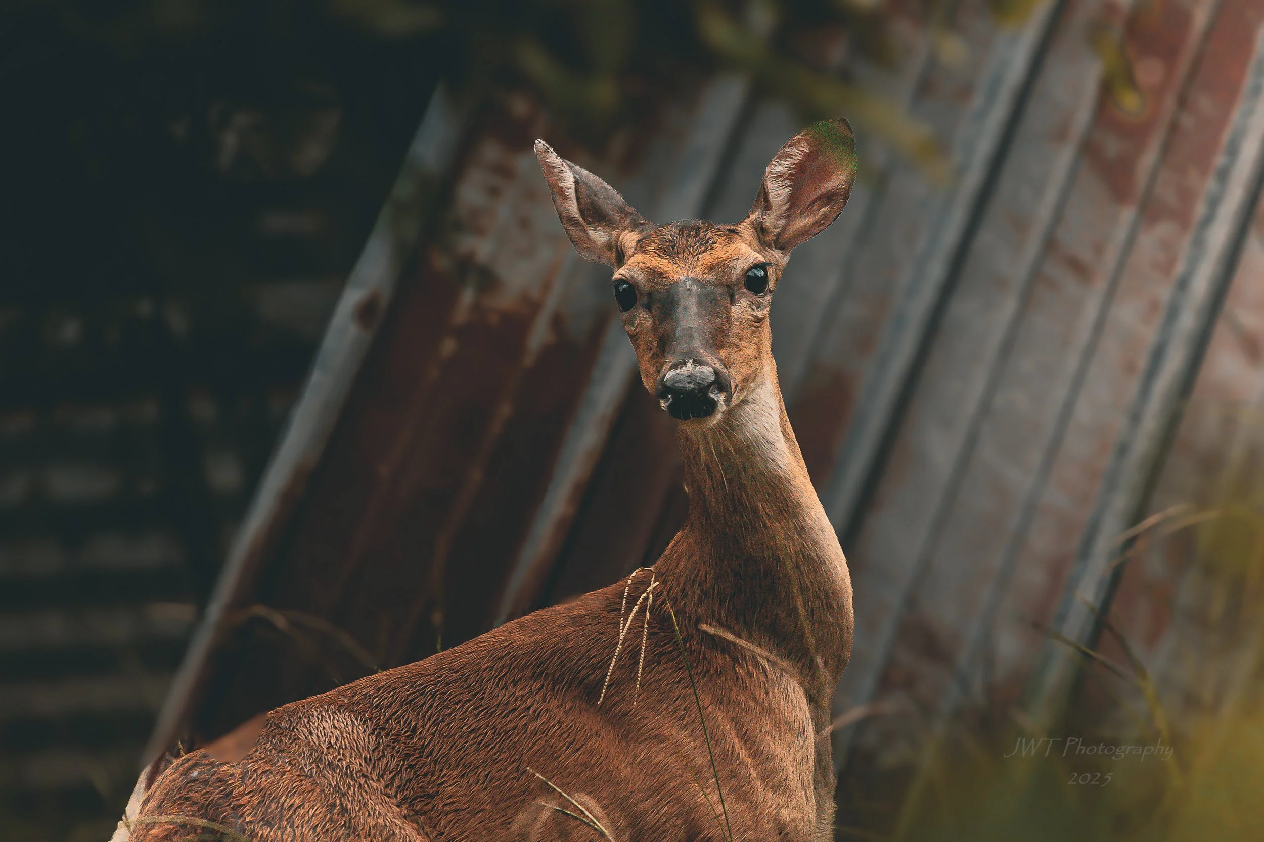 A young deer with large ears and dark eyes standing outdoors next to a brick wall.