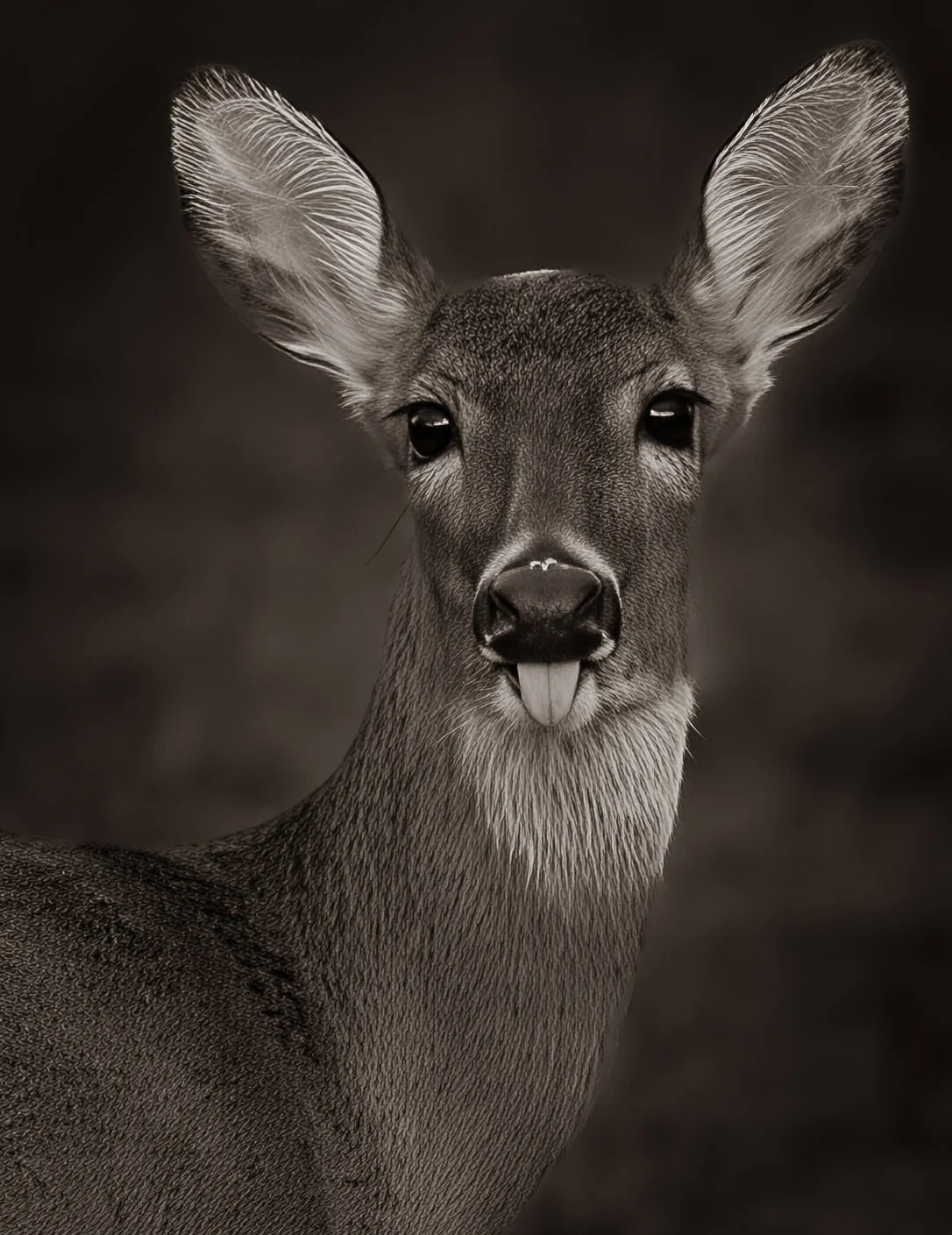 Close-up black and white photo of a young deer with large ears and a small tongue sticking out.