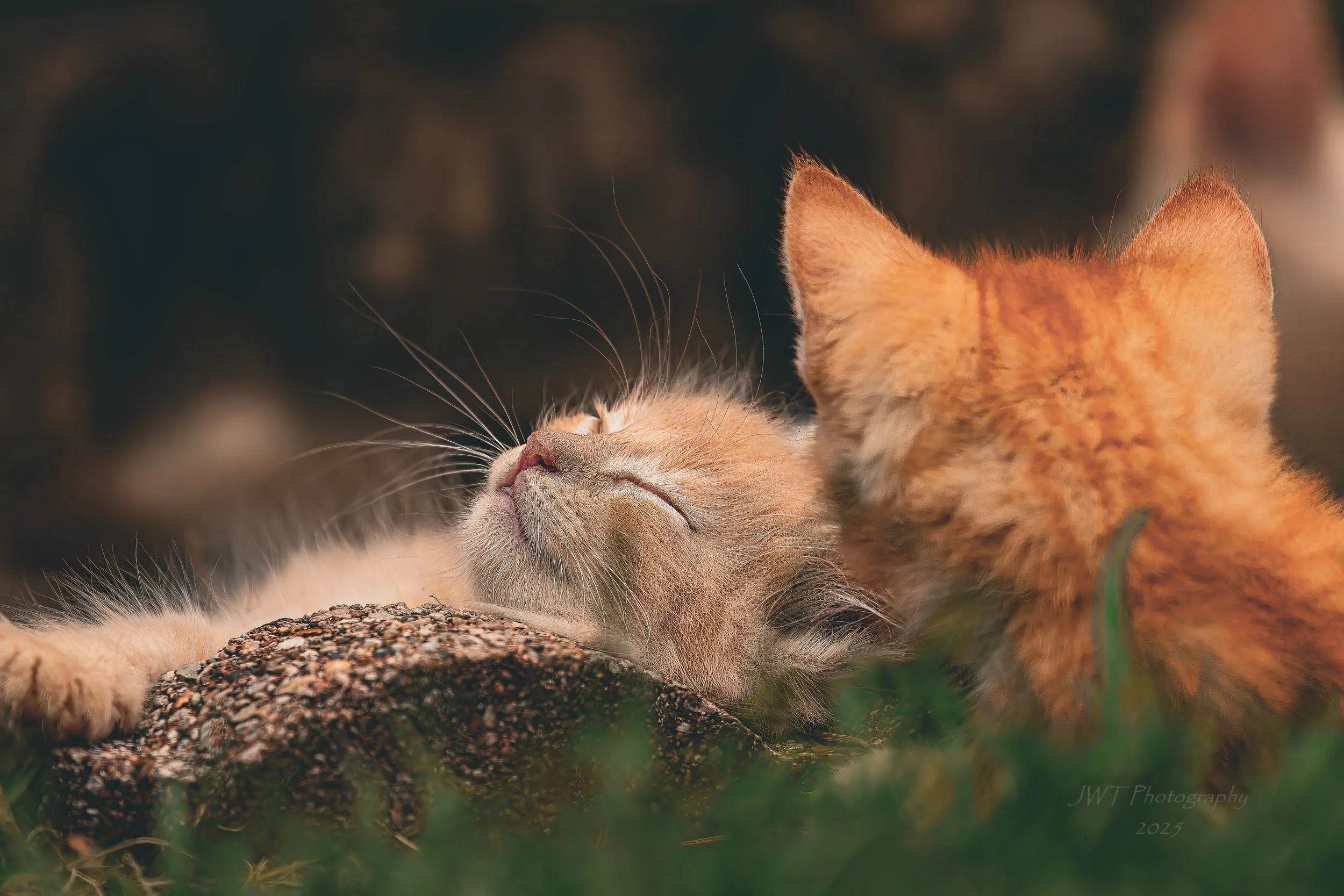 Two cats, one with orange fur and the other with light brown fur, are resting peacefully outdoors on a rock with grass in the foreground. The light brown cat is lying on its back with eyes closed, appearing relaxed and content.