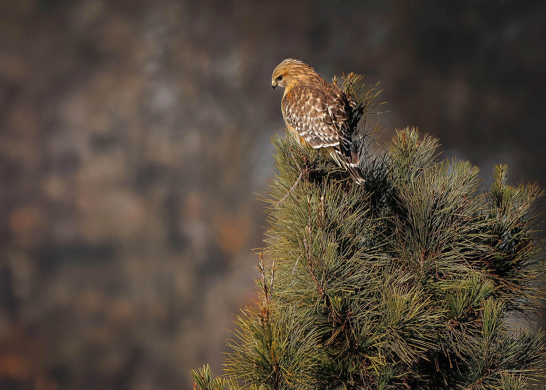 A small brown bird perched on a pine tree branch.