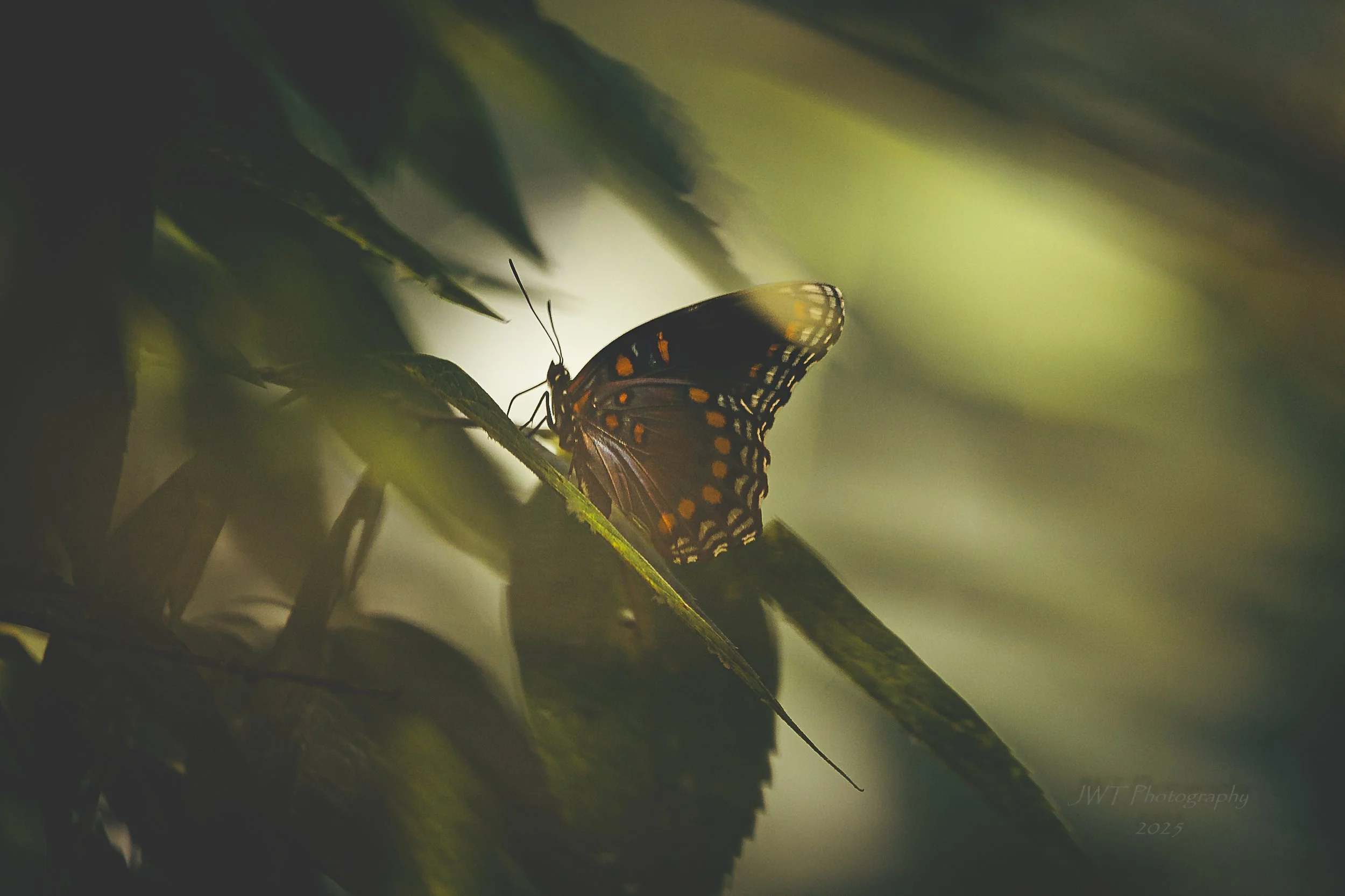 A close-up photograph of a butterfly perched on a green leaf, with soft light filtering through surrounding foliage, creating a serene and natural scene.