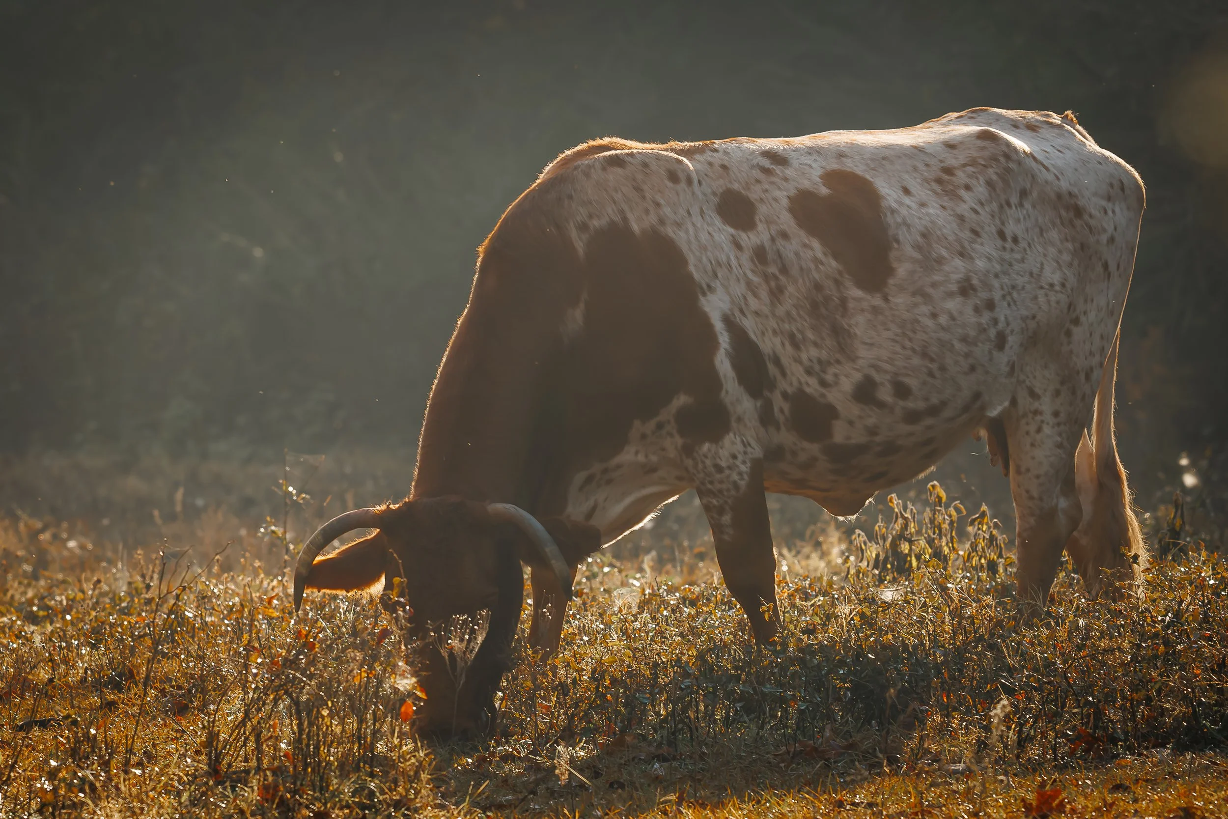 A cow with black and white spots grazing in a field at sunset.