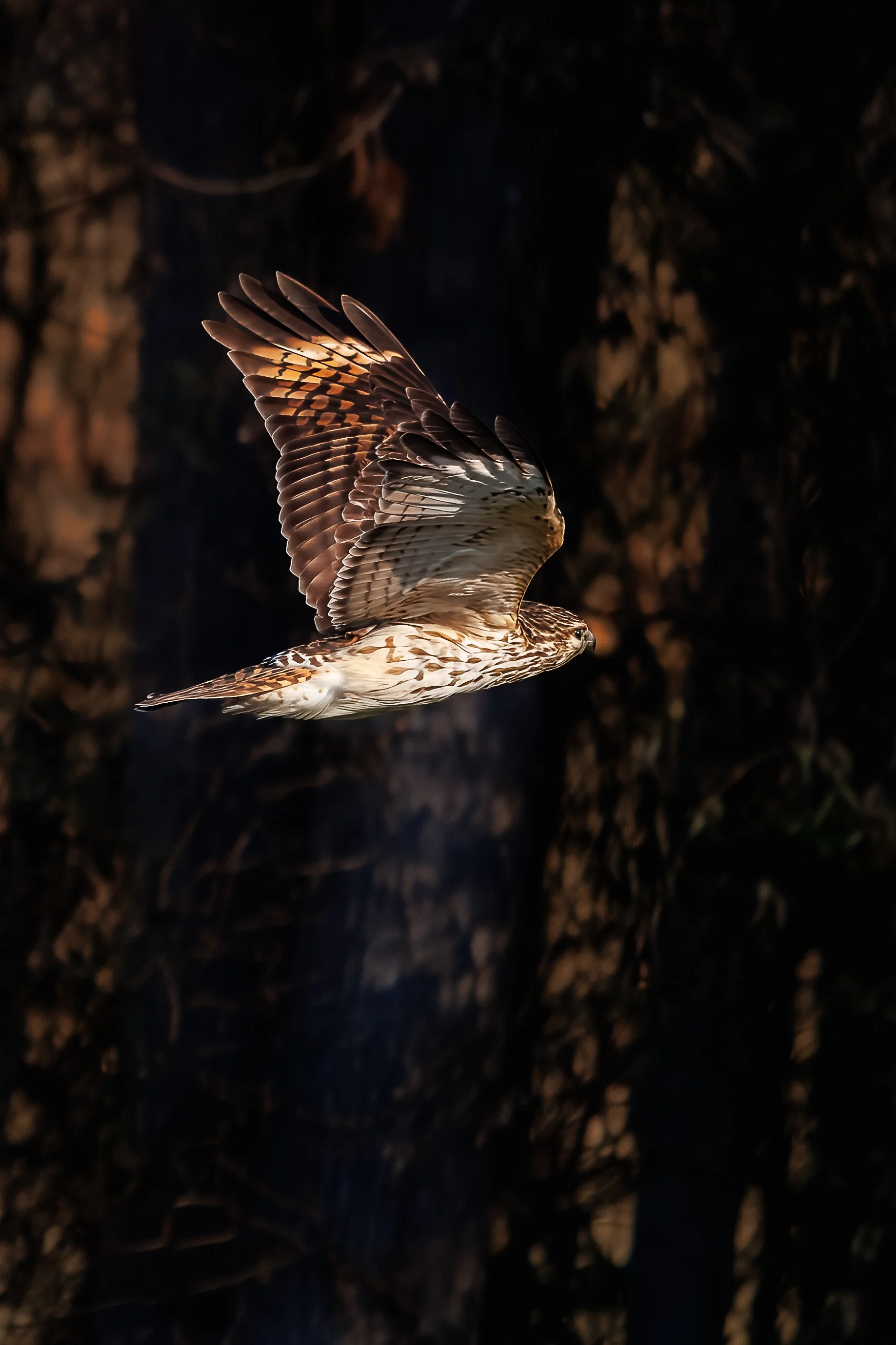 A bird of prey, possibly a hawk, flying against a dark background with its wings spread.