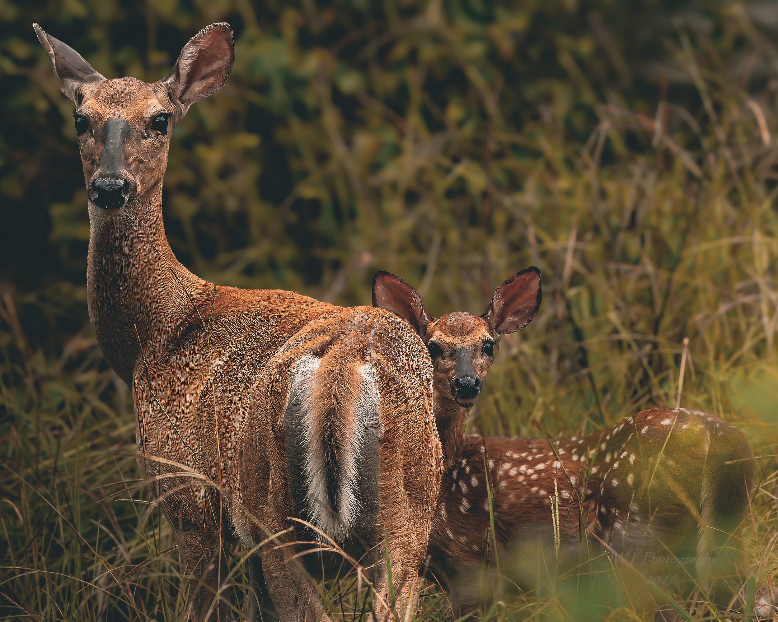 Two deer, a stag and a fawn, standing in tall grass in a forested area with blurred foliage in the background.