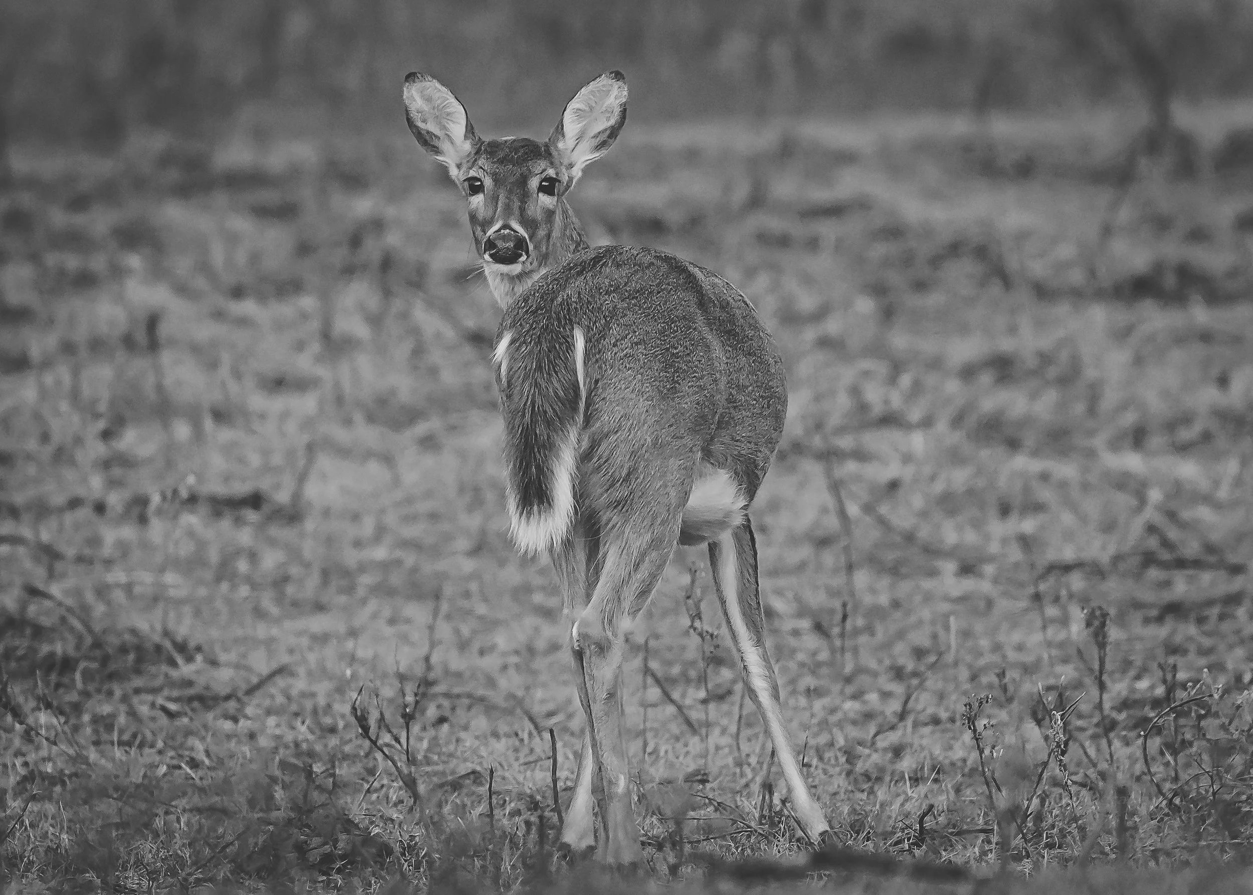 A black and white photo of a young deer looking back over its shoulder in a forested area.