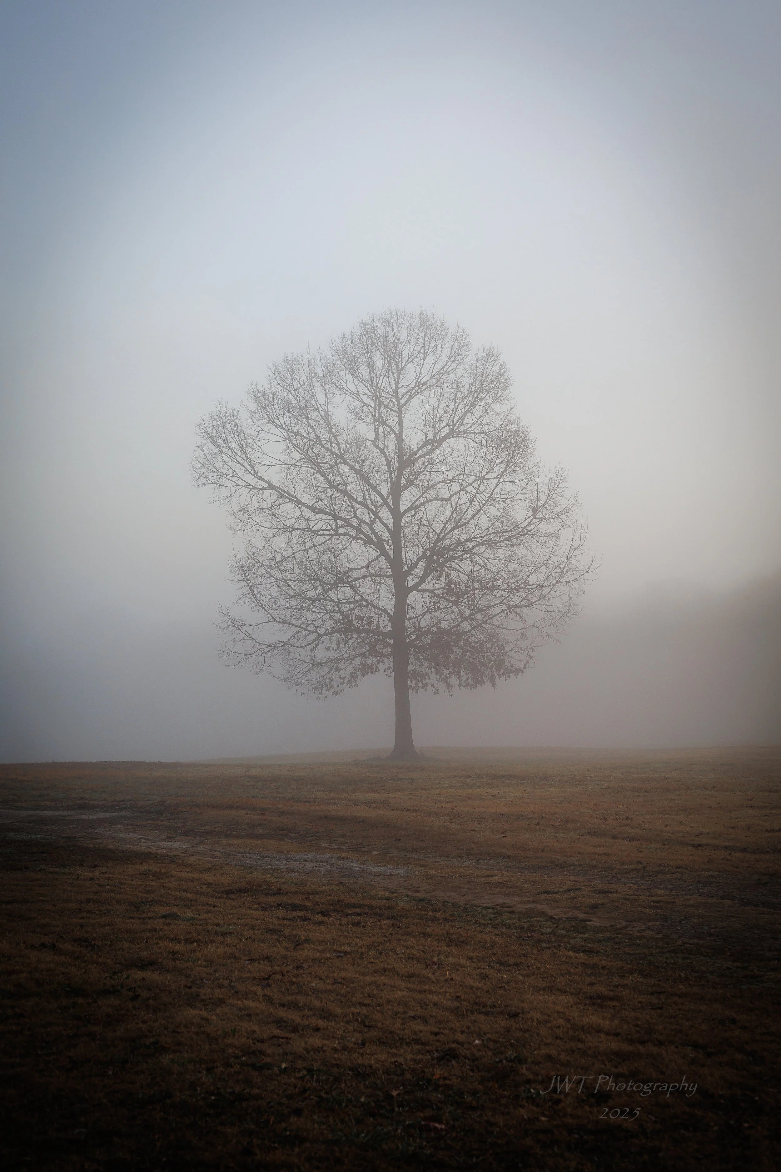 A solitary, leafless tree standing on a grassy field with foggy, hazy background and muted colors.
