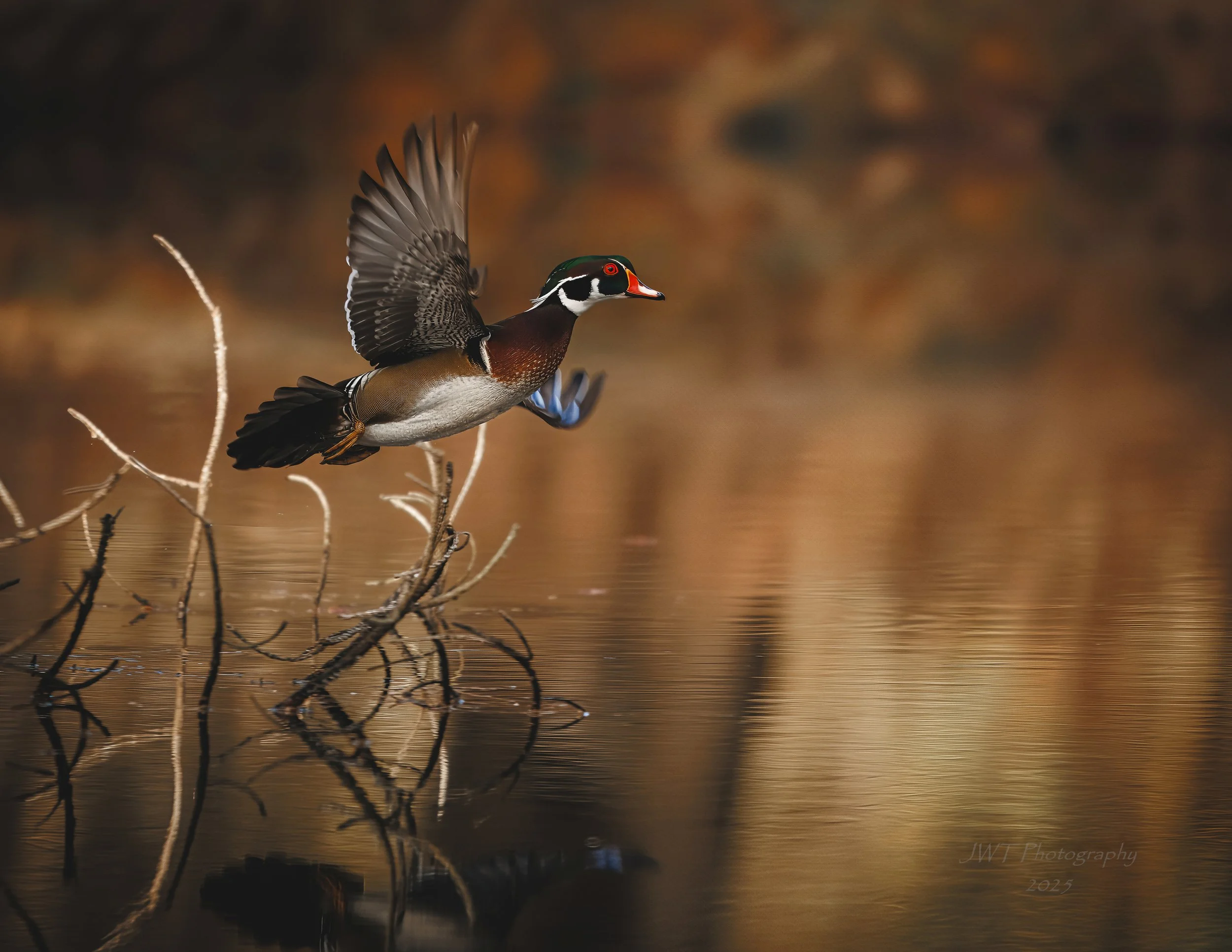 A wood duck in mid-flight over a calm body of water with a blurred autumn-colored background.
