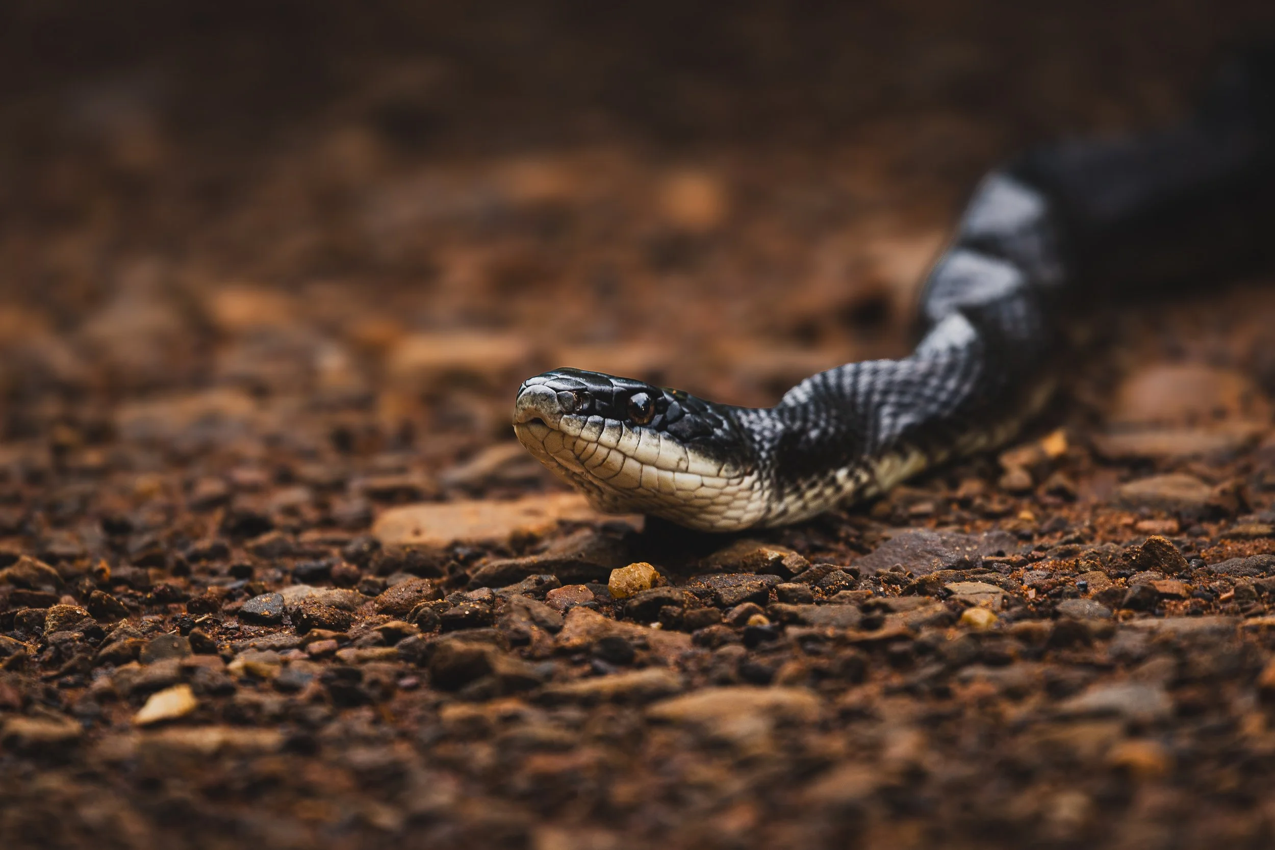 Close-up of a black and white snake on rocky ground.