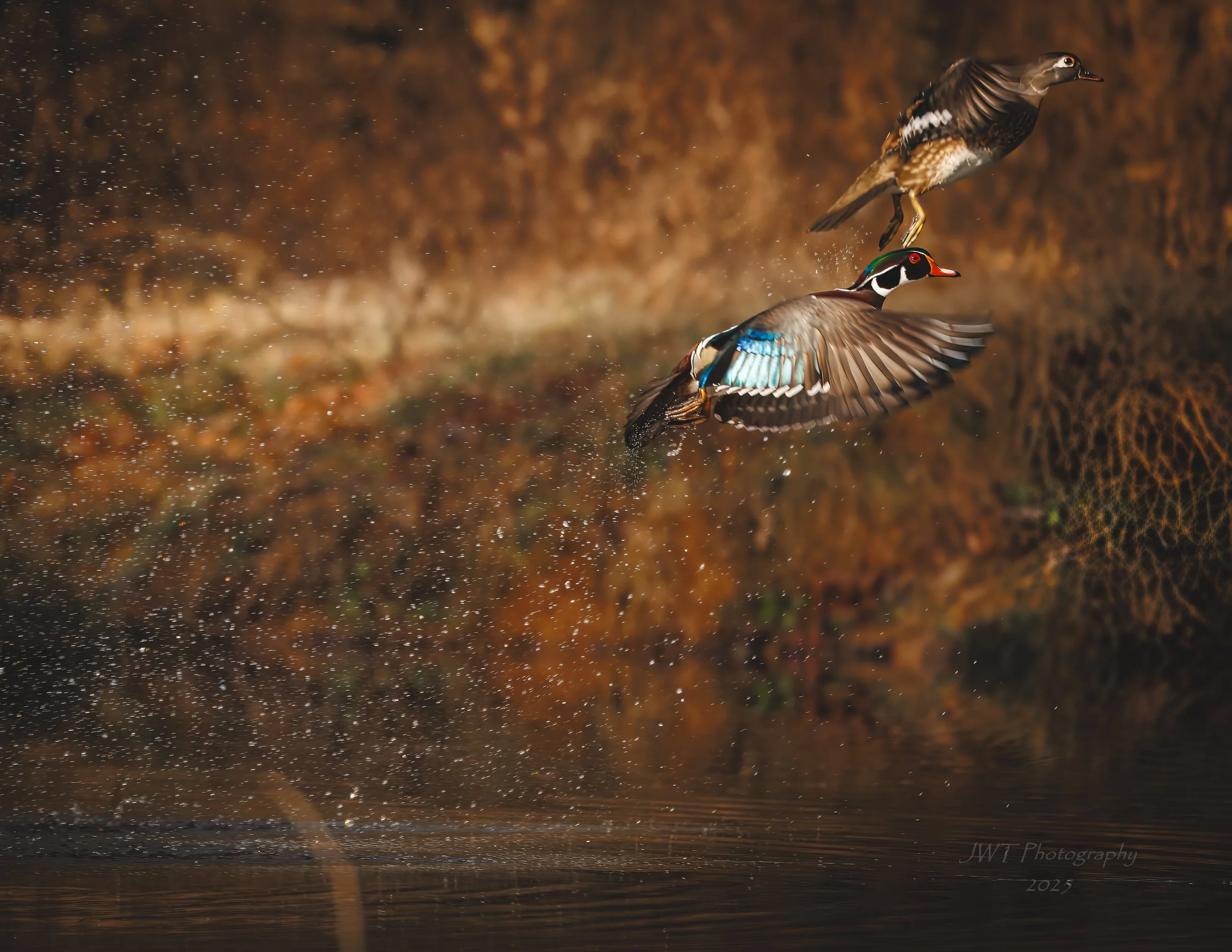 Two ducks, one flying above the water and the other landing on the water with wings spread, creating splashes, with autumn-colored foliage in the background.