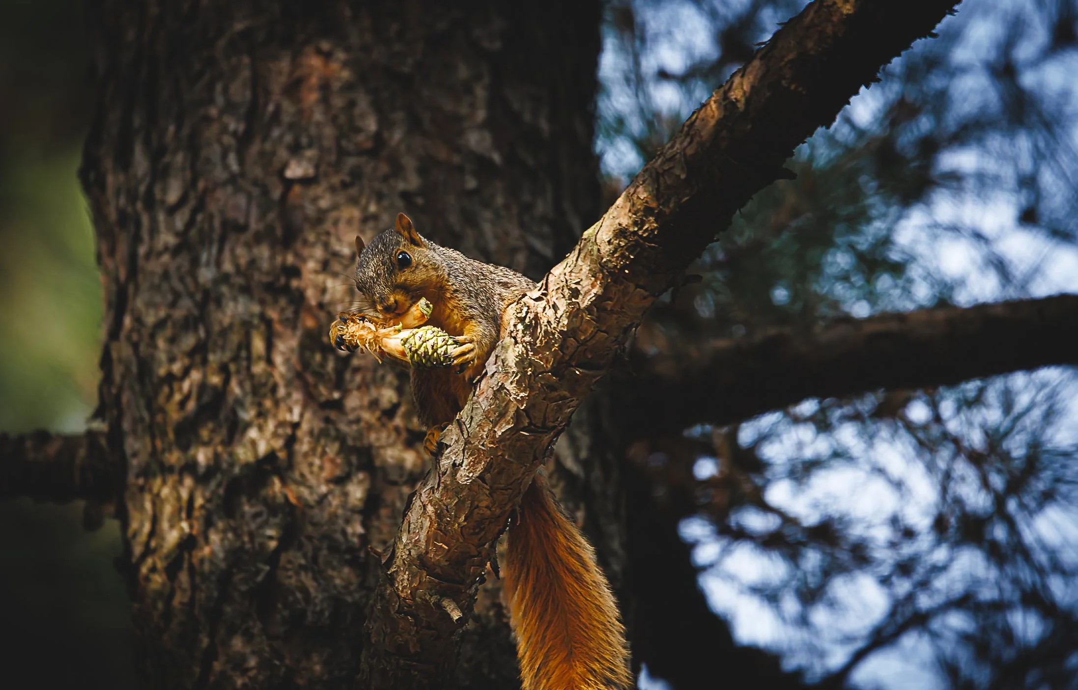 A squirrel sitting on a tree branch, holding and eating a pine cone.