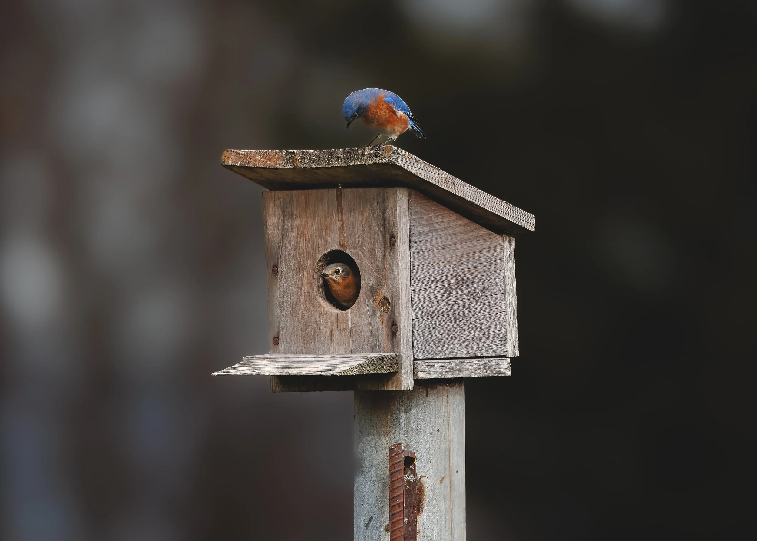 Two colorful birds, one perched on top of a wooden birdhouse and the other peeking out from the entrance hole.
