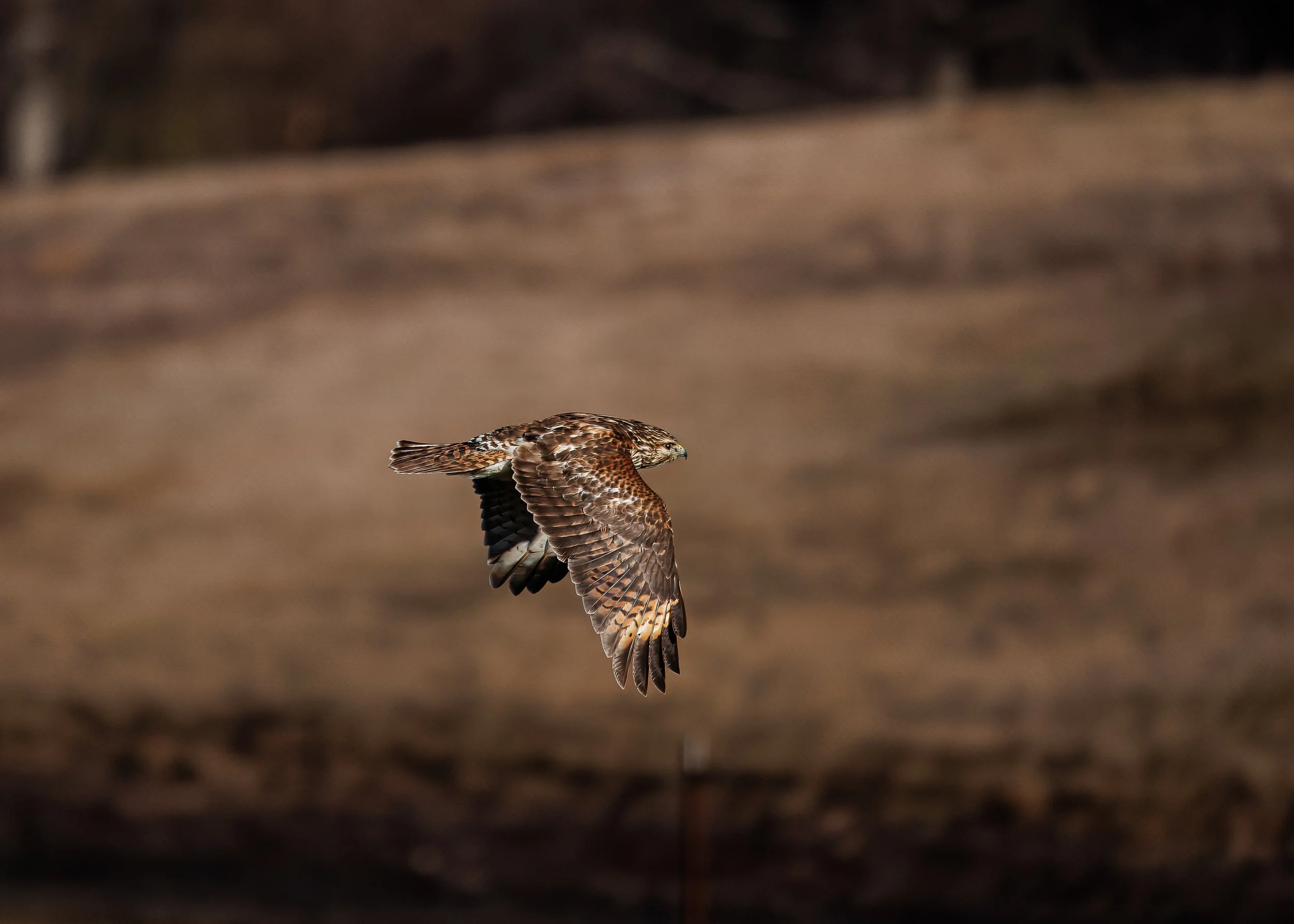 A hawk in flight with brown and white feathers against a blurred brown background.