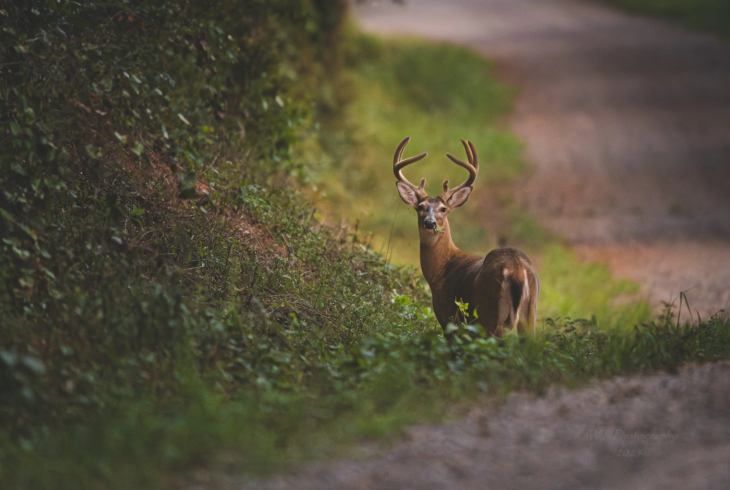 A deer standing on a grassy roadside, looking back towards the camera with antlers and attentive ears, surrounded by greenery.