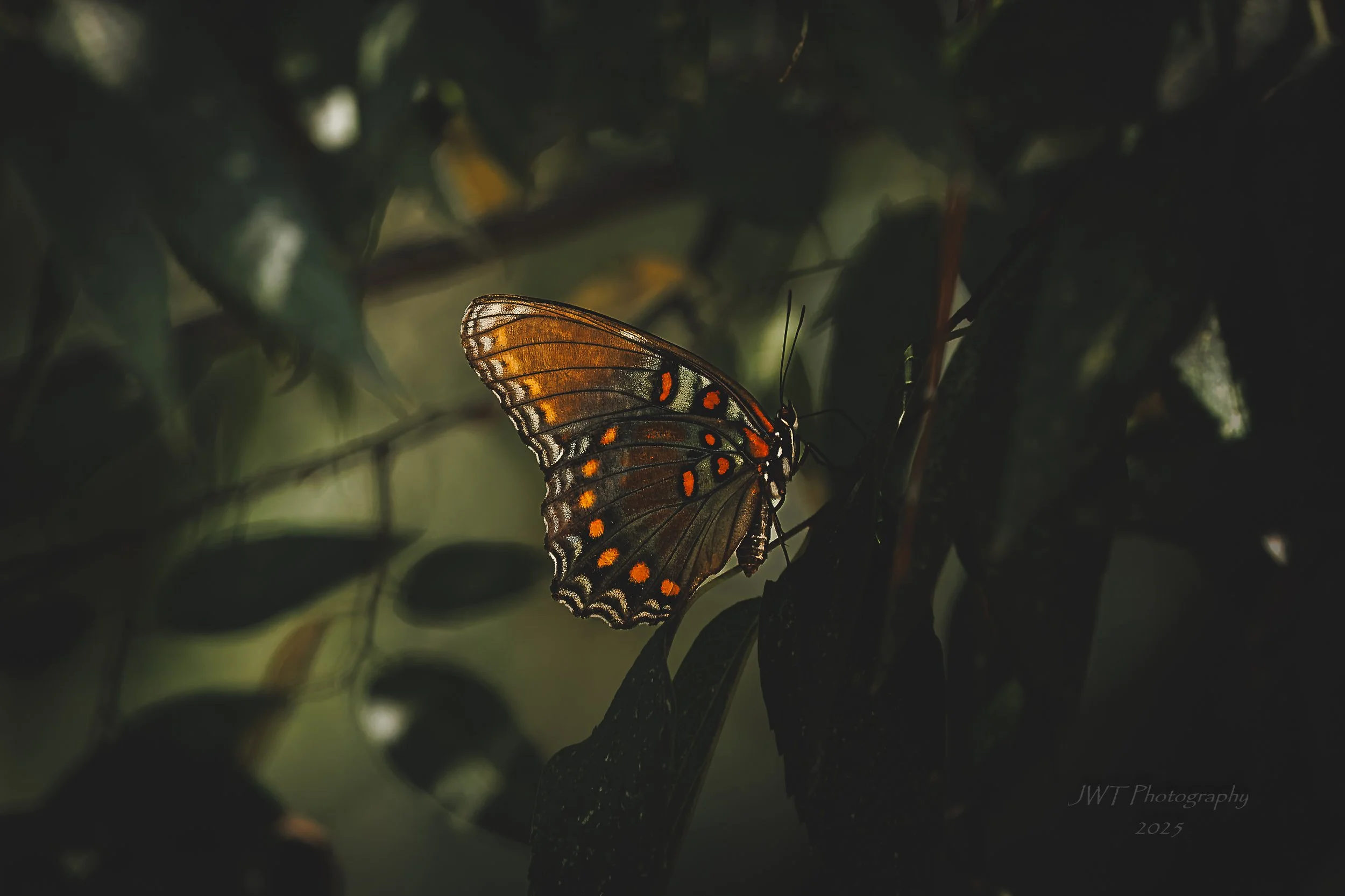 A butterfly with orange, black, and white markings on its wings perched on a dark leaf in a shadowy environment.