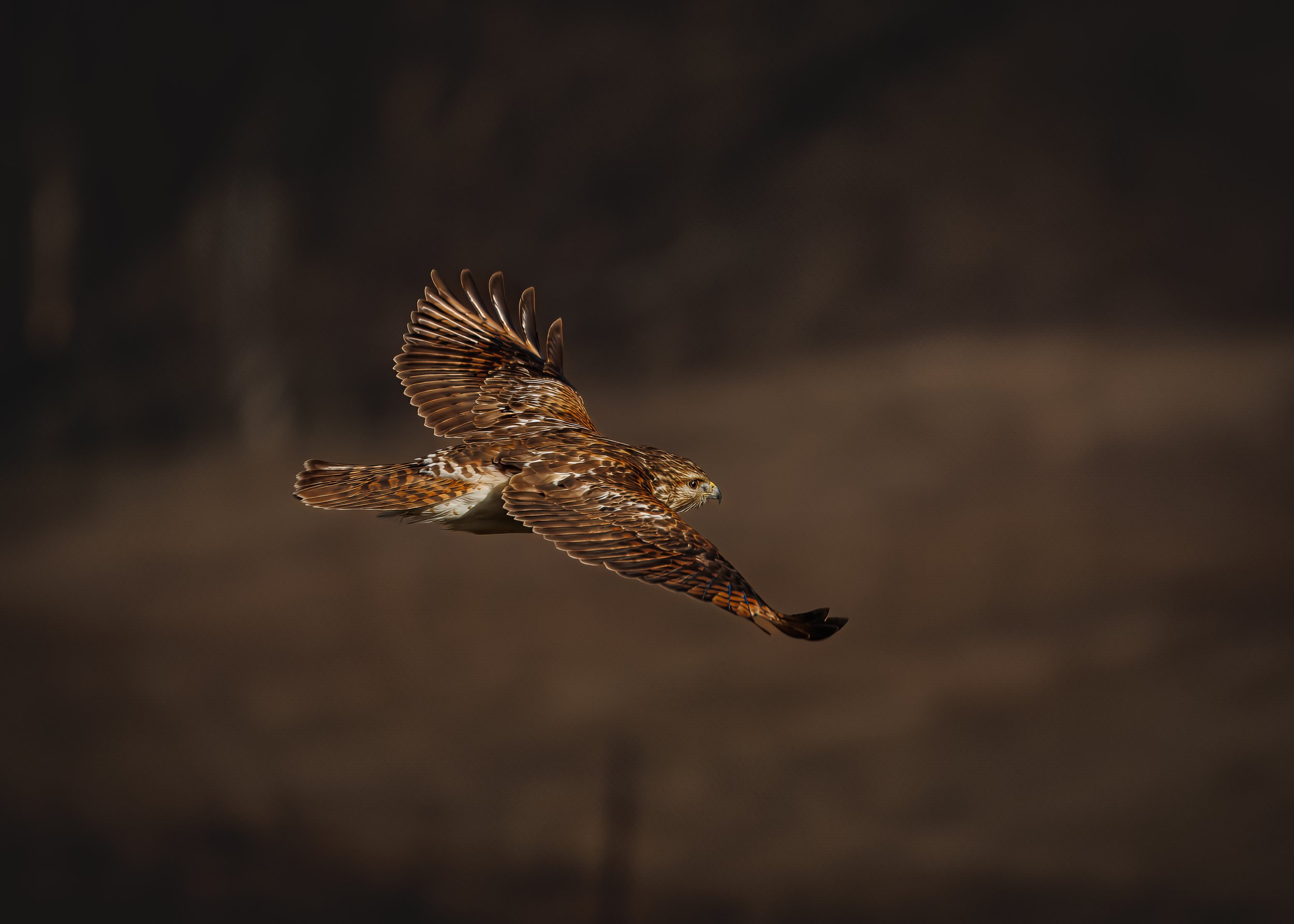 A hawk in flight against a dark, blurred background with detailed feathers and wings extended.