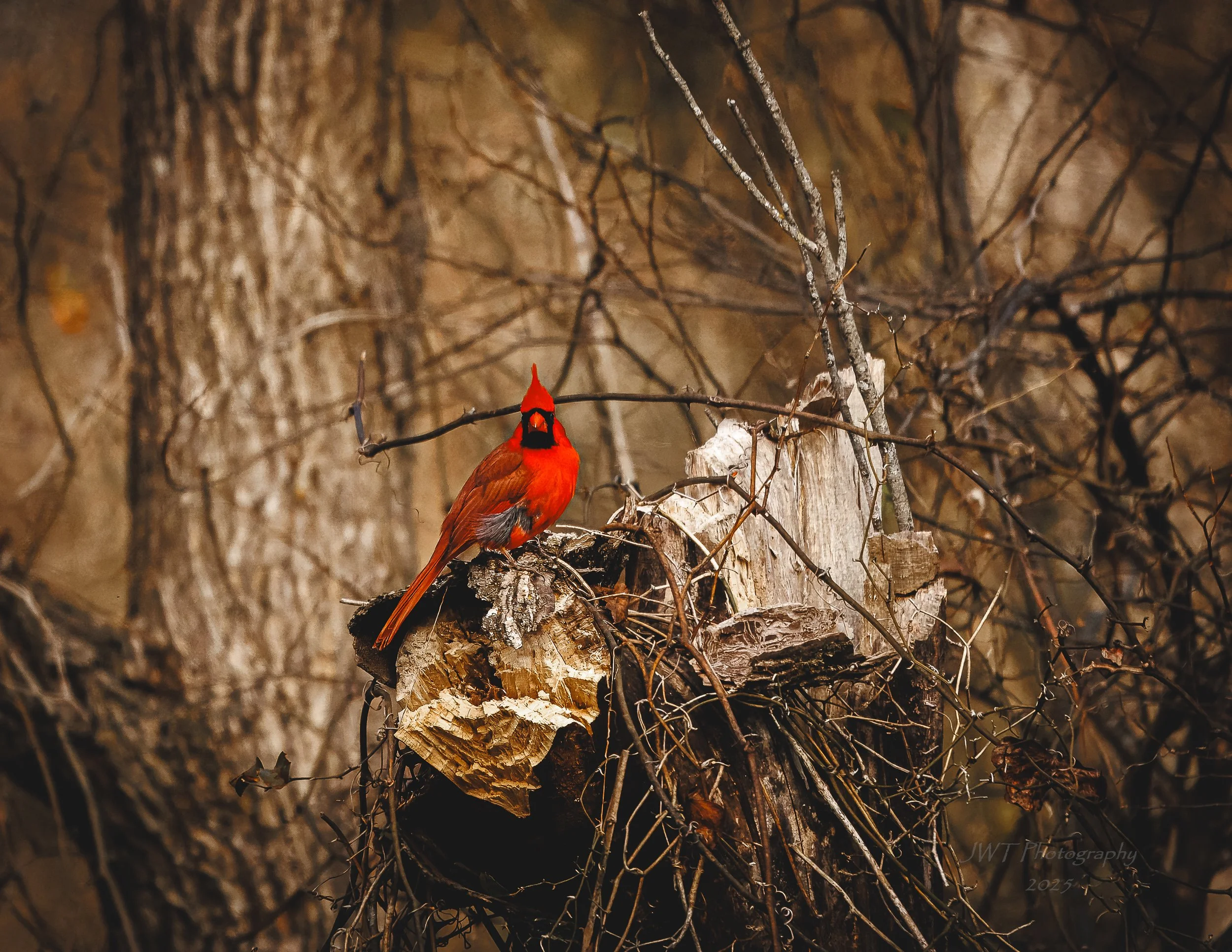 A bright red cardinal bird perched on a tree branch with a blurred natural background.
