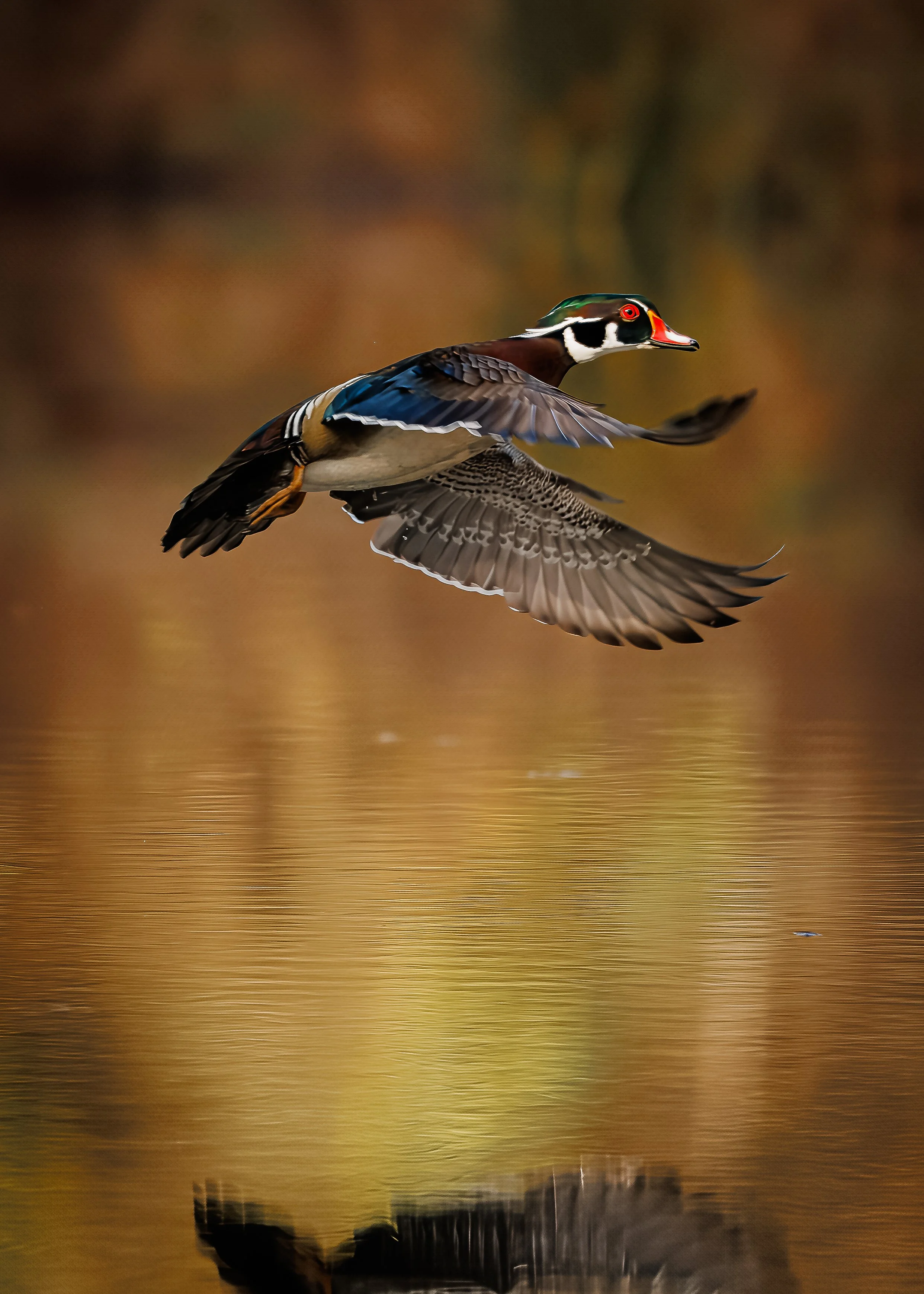 A male wood duck in flight over a calm body of water, with blurred autumn-colored trees in the background.