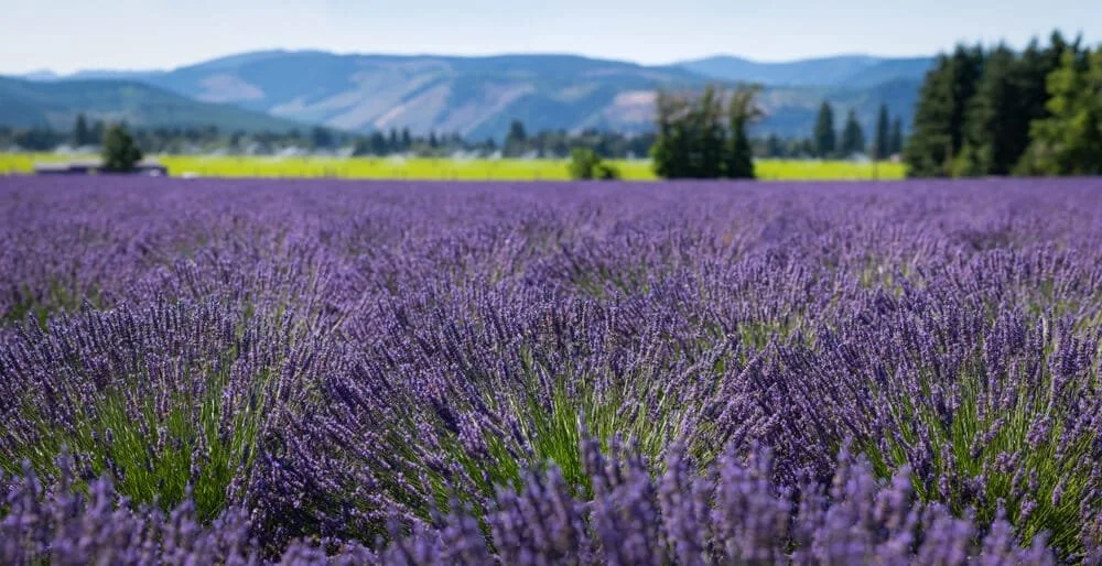 lavender-farm-oregon-shutterstock_1580862088-1.jpg