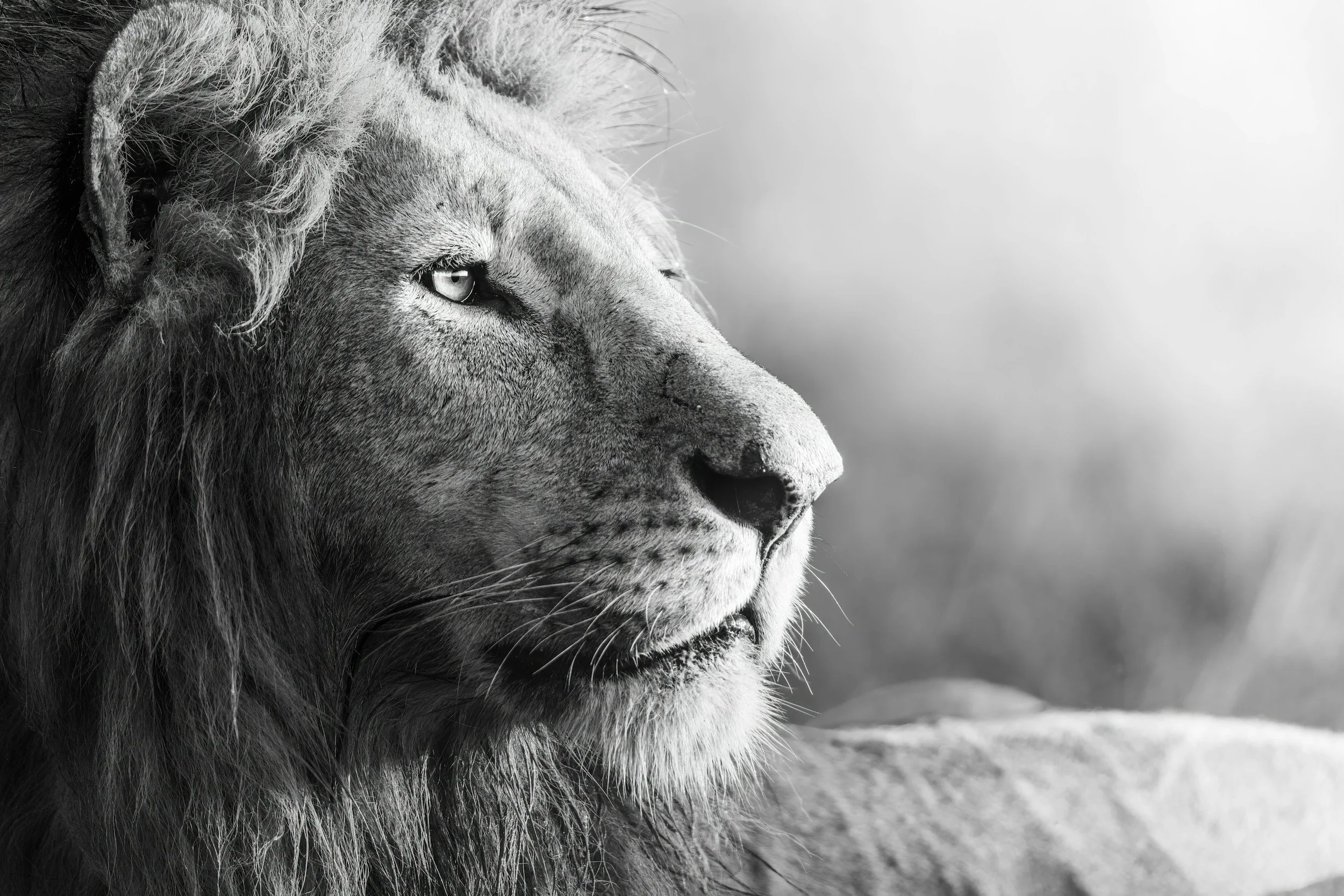 Awaken the Lion: Reclaiming Your Fight Response