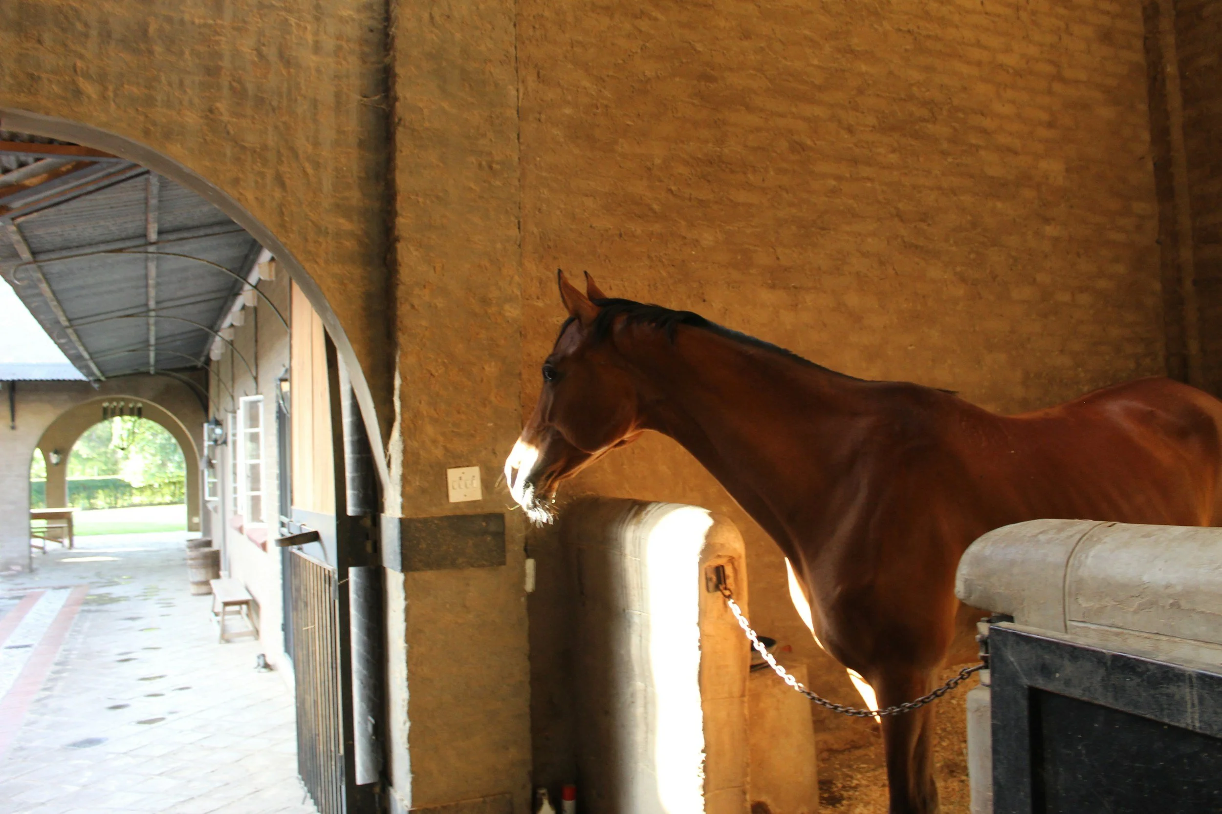 A brown horse standing inside a stable, looking out through an open door with sunlight shining on its face.
