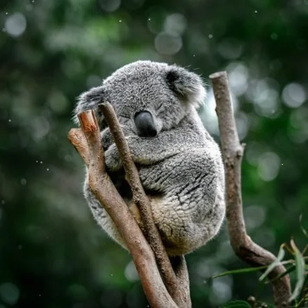 A koala at Featherdale Sydney Wildlife Park