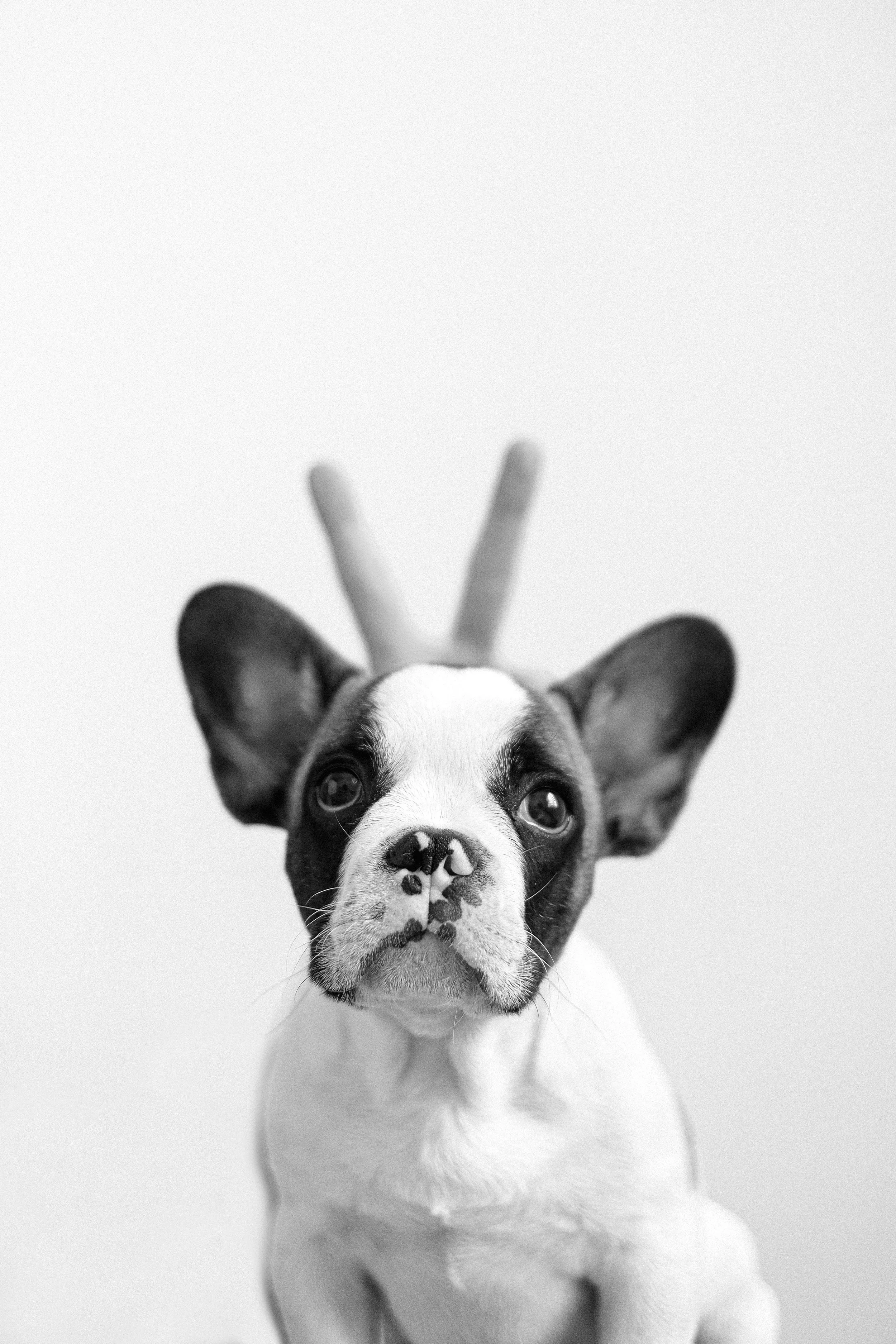 Black and white photo of a French Bulldog puppy with large ears, looking directly ahead, with a person's hand making a peace sign in the background.