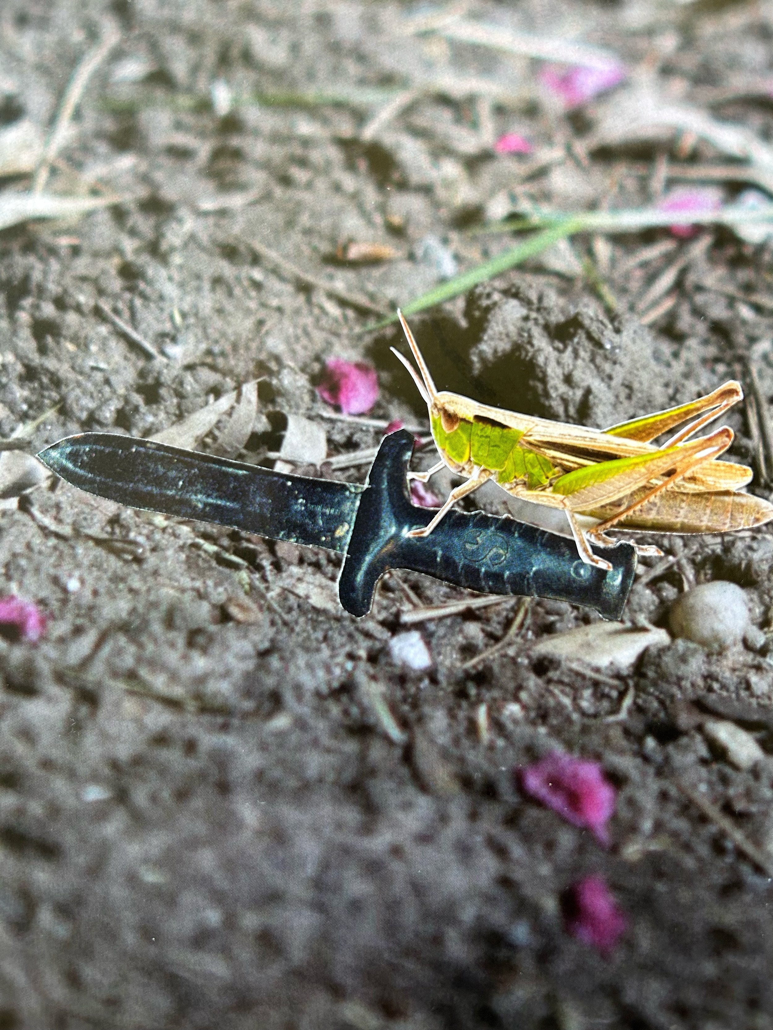 Katherine Kesey 
 Murderous Grasshopper , 2026 
Collage 
7 × 5 in | matted to 10 x 8 in