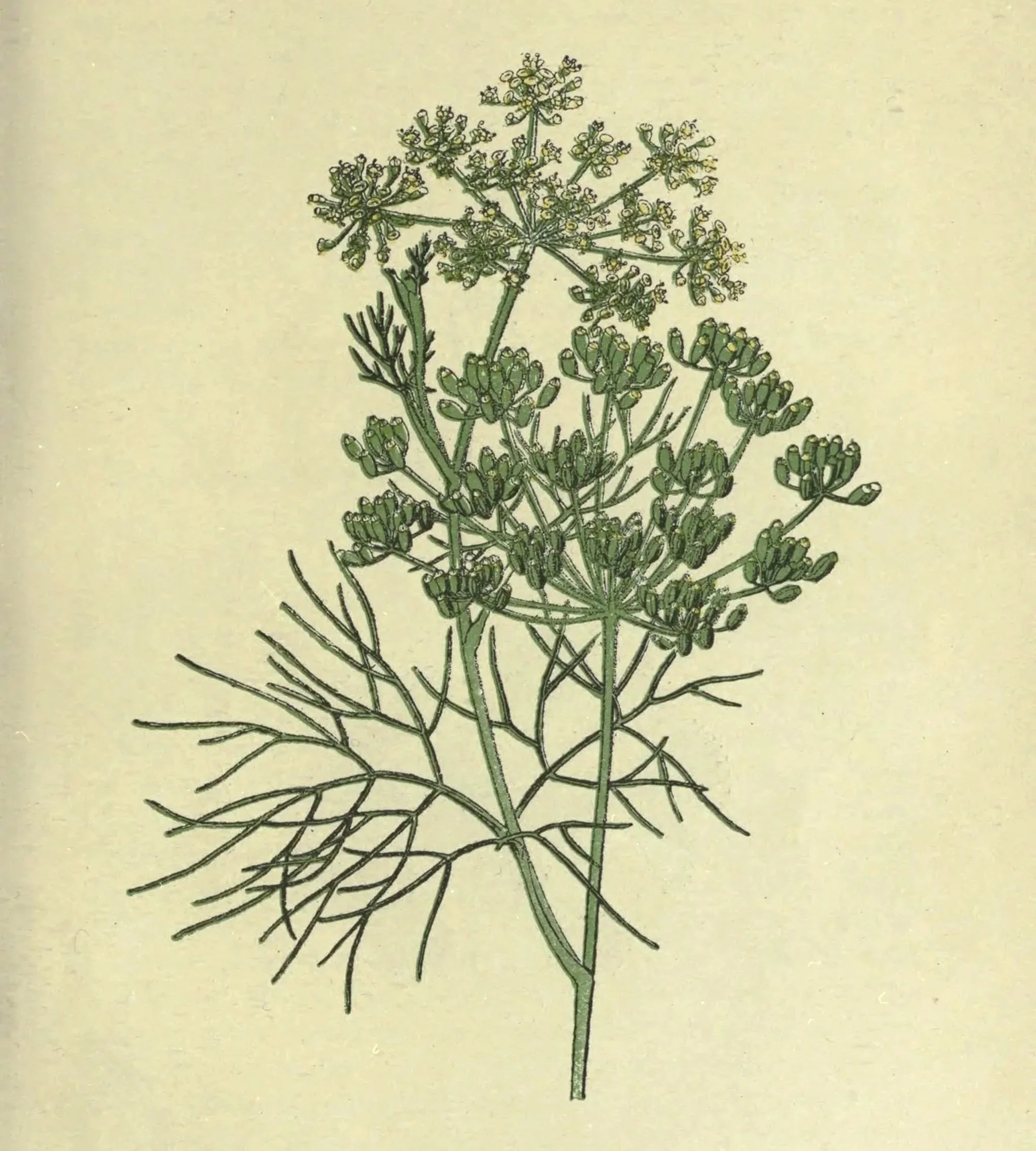 Illustration of Wild Fennel