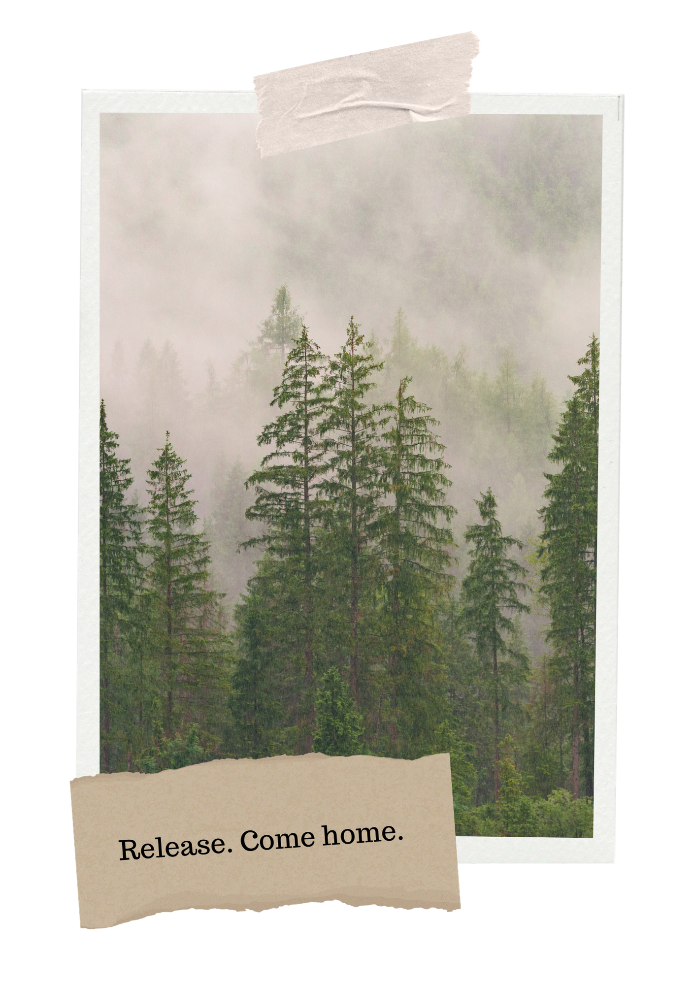 A foggy forest scene with tall pine trees, with a note at the bottom that says "Release. Come home."