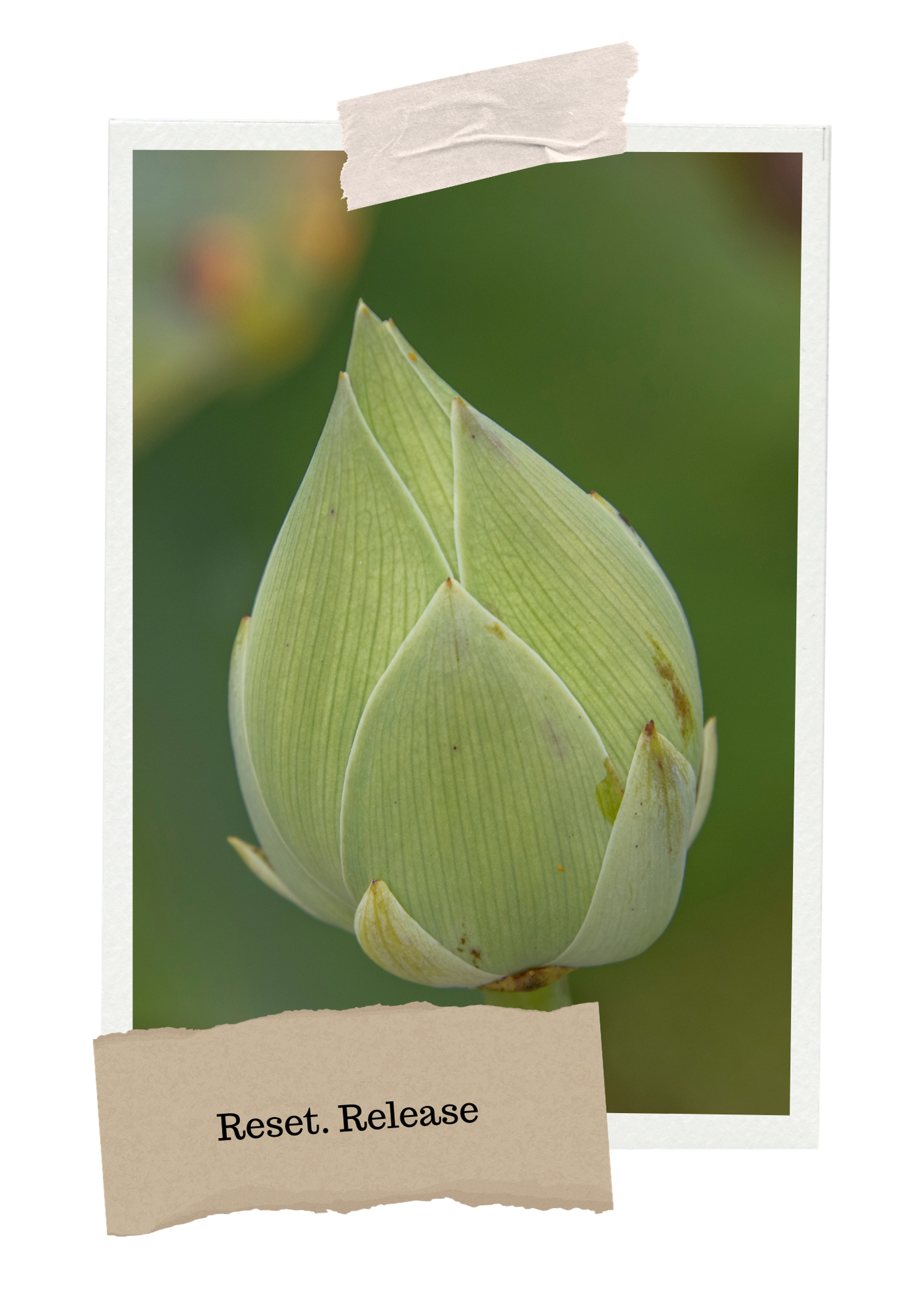 Close-up of a budding flower with green petals, with a note that reads "Reset. Release" attached at the bottom.