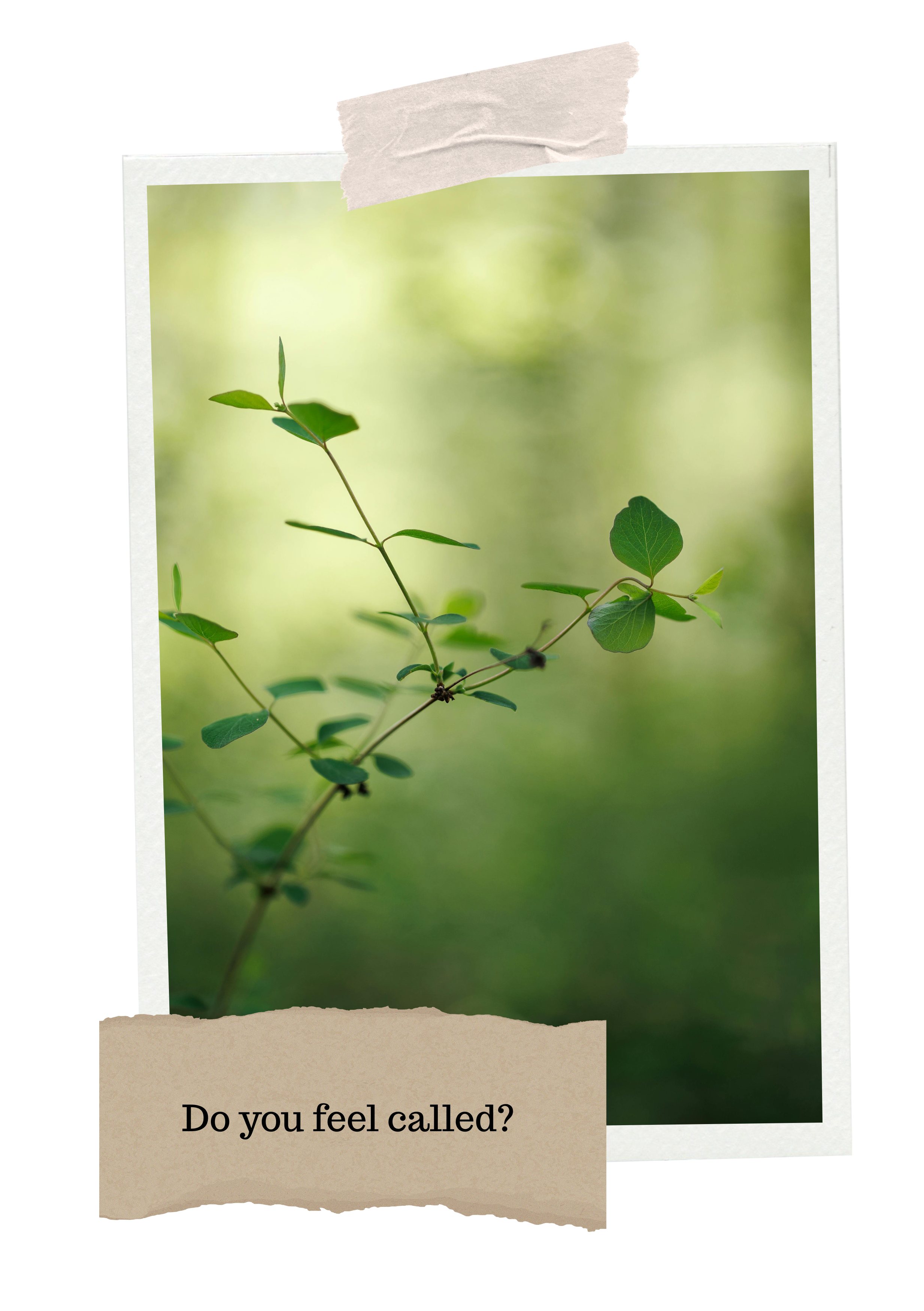 Close-up of green leafy plant with a blurred green background and a caption that says, 'Do you feel called?'