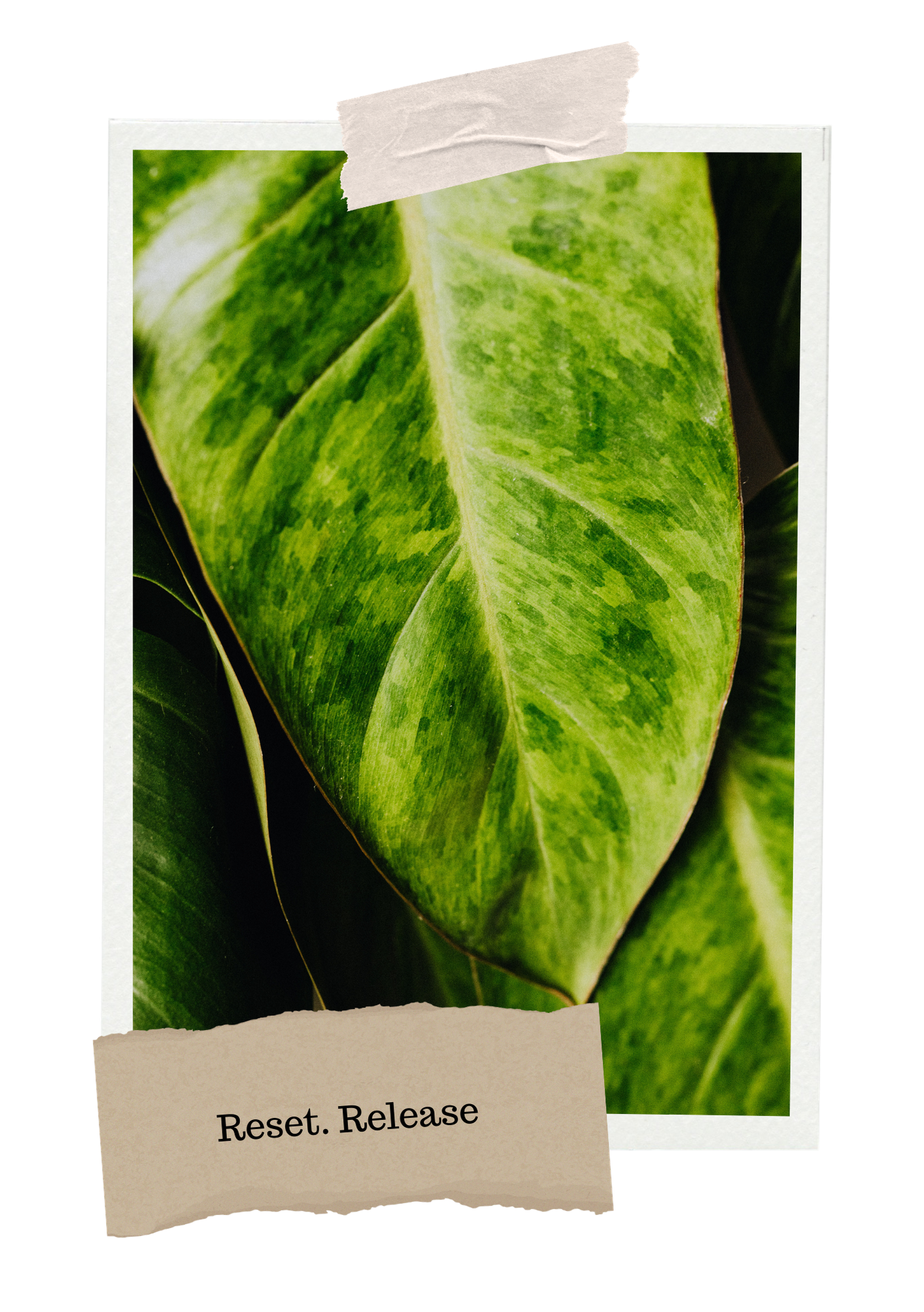 Close-up of a green variegated leaf with shades of yellow and dark green.