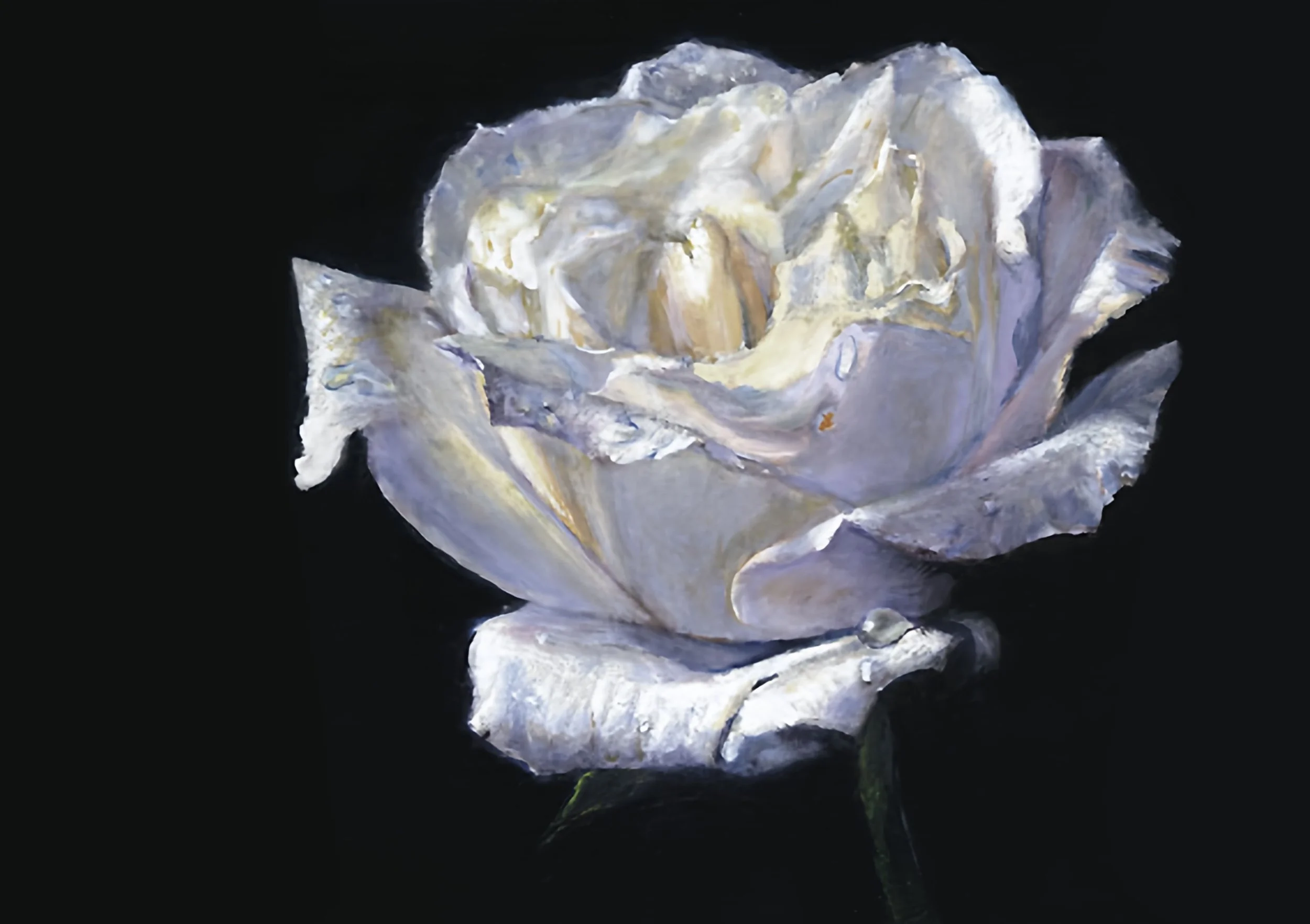 Jeanne's White Rose