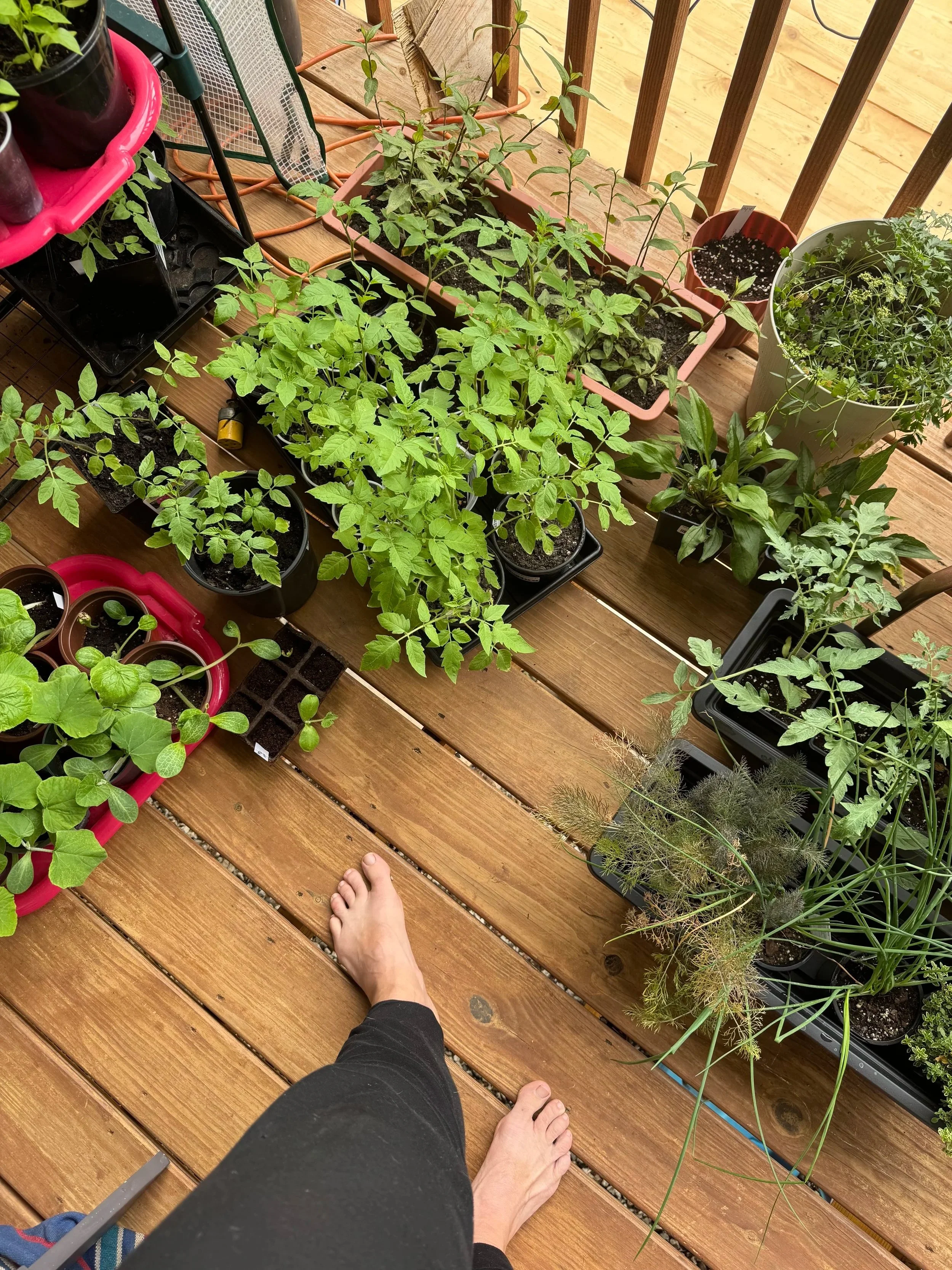 The Sovereignty of the Small: Why the Micro-Homestead is a Woman's Quiet Revolution