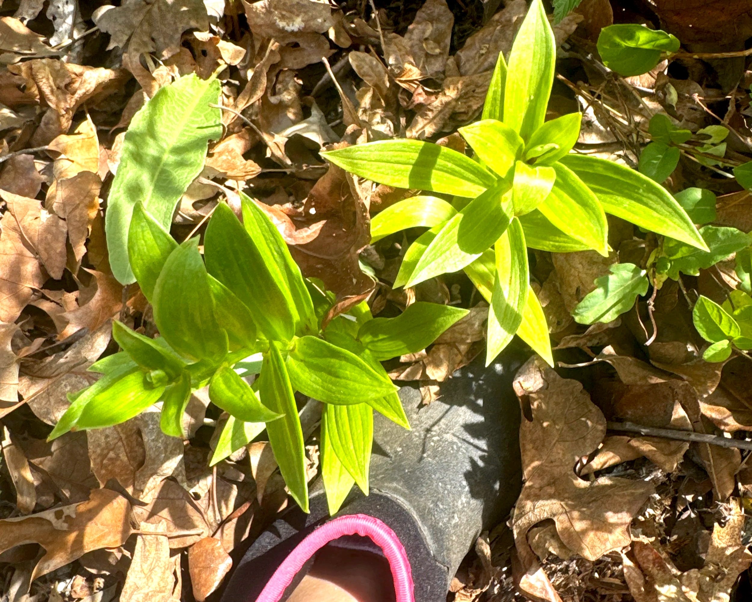 Nature Doesn’t Have an Algorithm | Wild Lessons for Real Wellness
