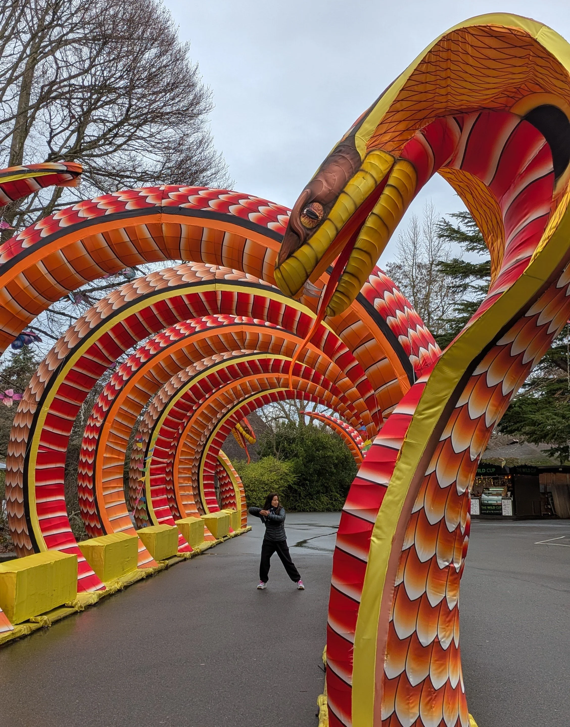 Qigong for Stress - Live, Guided 8-Week Online Series