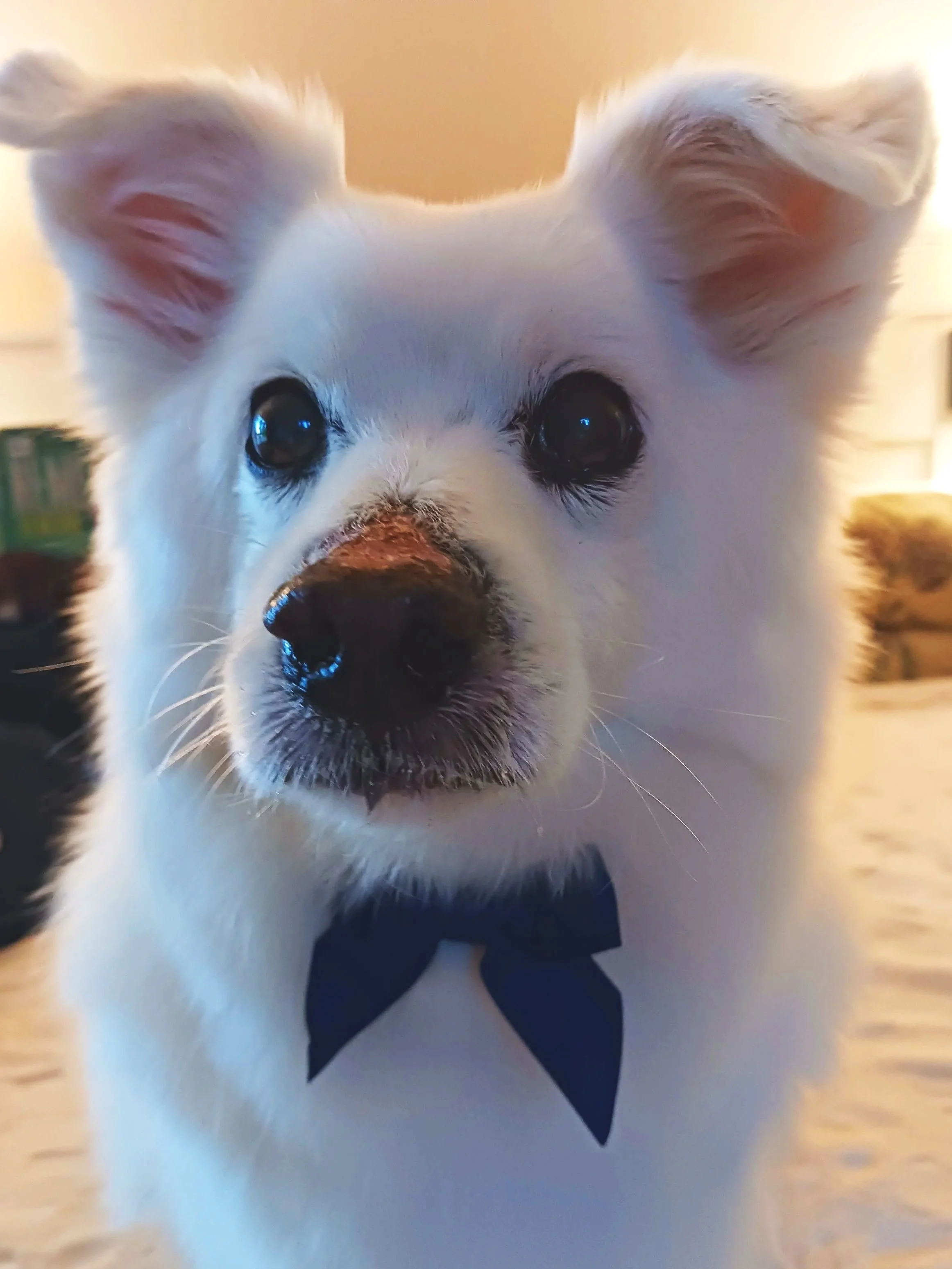White dog with bow tie