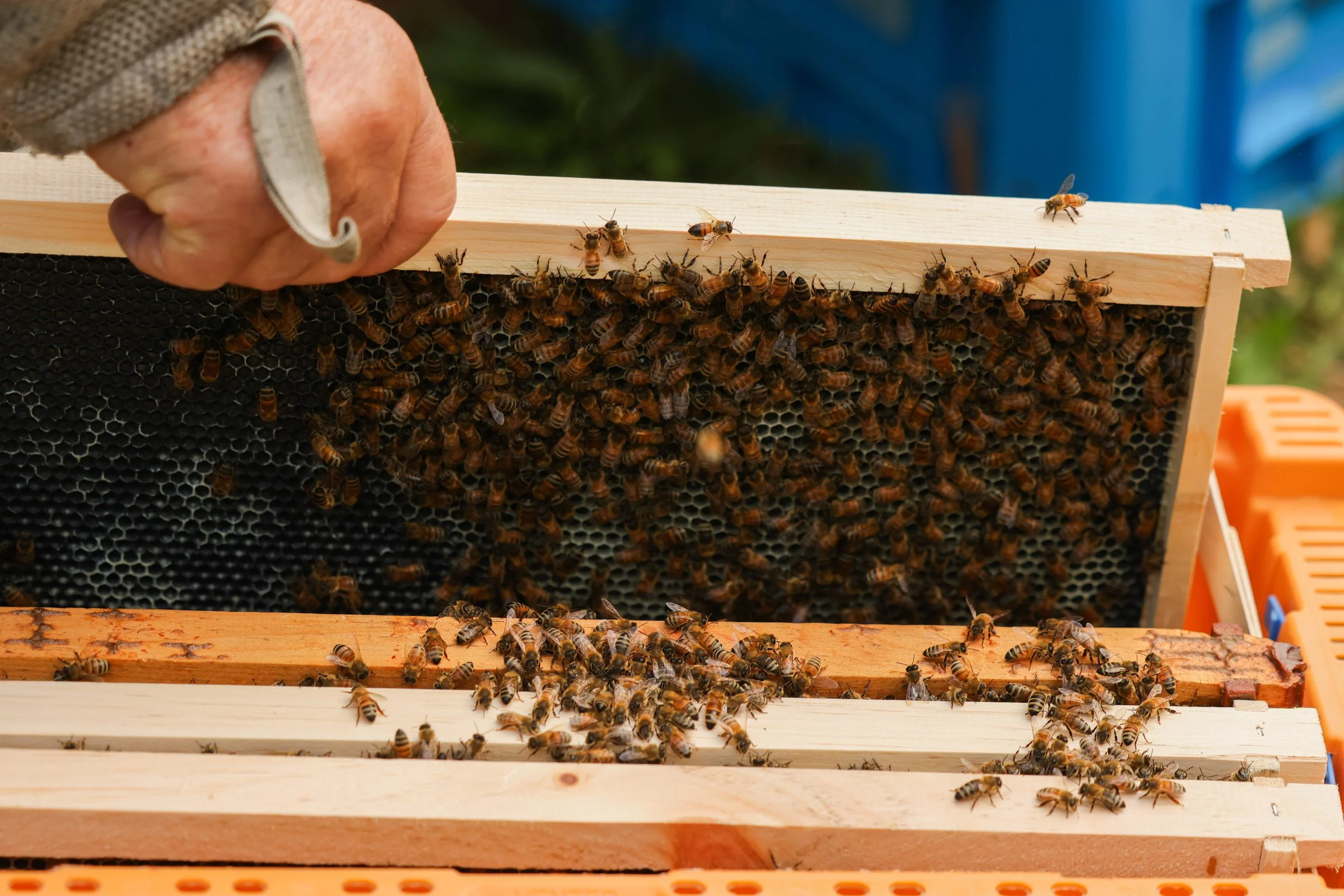 Tom Hankins pulls out part of a beehive to inspect the bees in Danielsville, Georgia, on April 14, 2025. He checks the hives weekly to ensure the bees are thriving.
