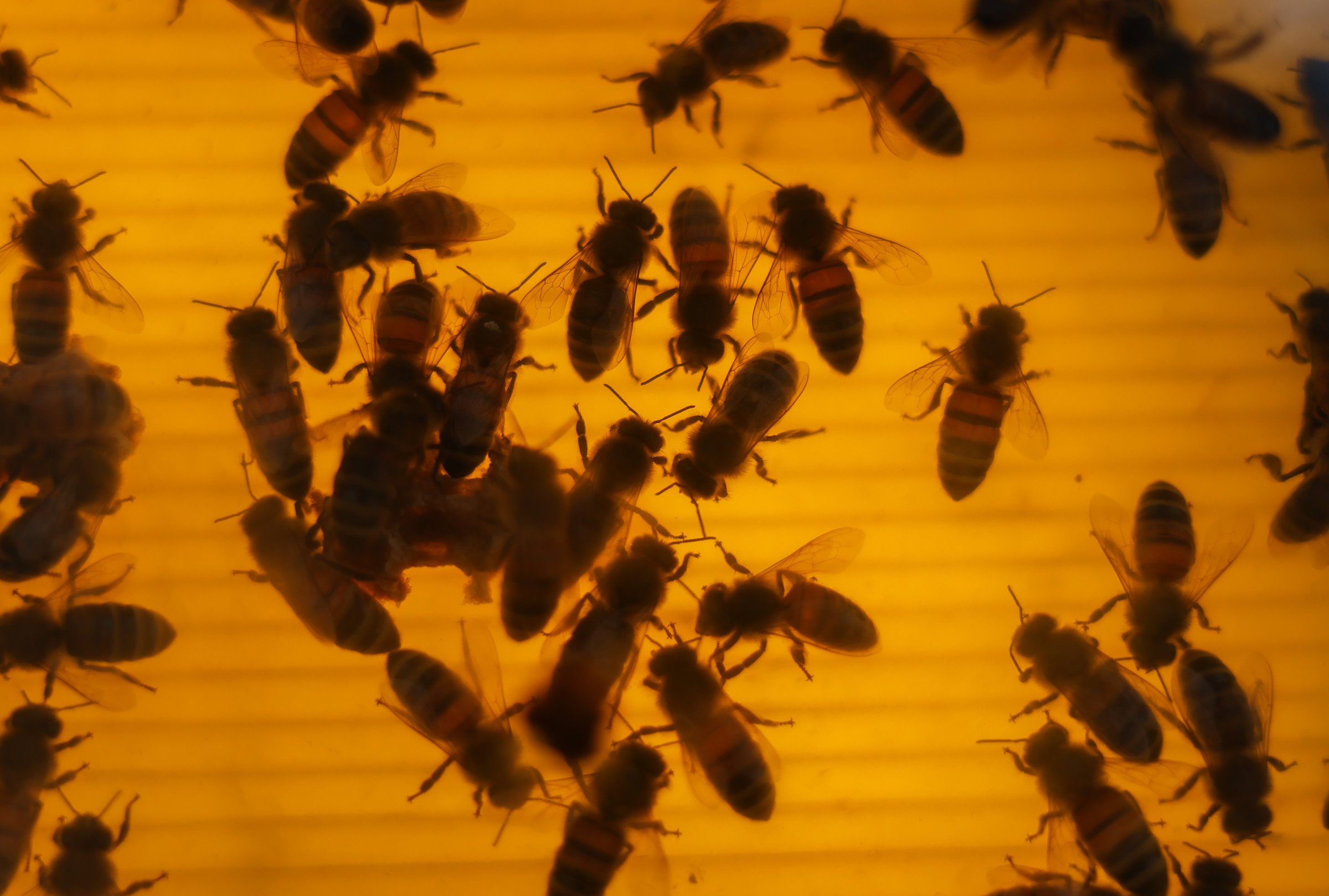 Honey bees crawl inside of a glass casing at Tom Hankins' honey stand at the J&J Flea Market in Athens, Georgia, on April 5, 2025. Hankins displays a large beehive inside of a glass casing at the J&J Flea Market to entertain kids as they pass by.