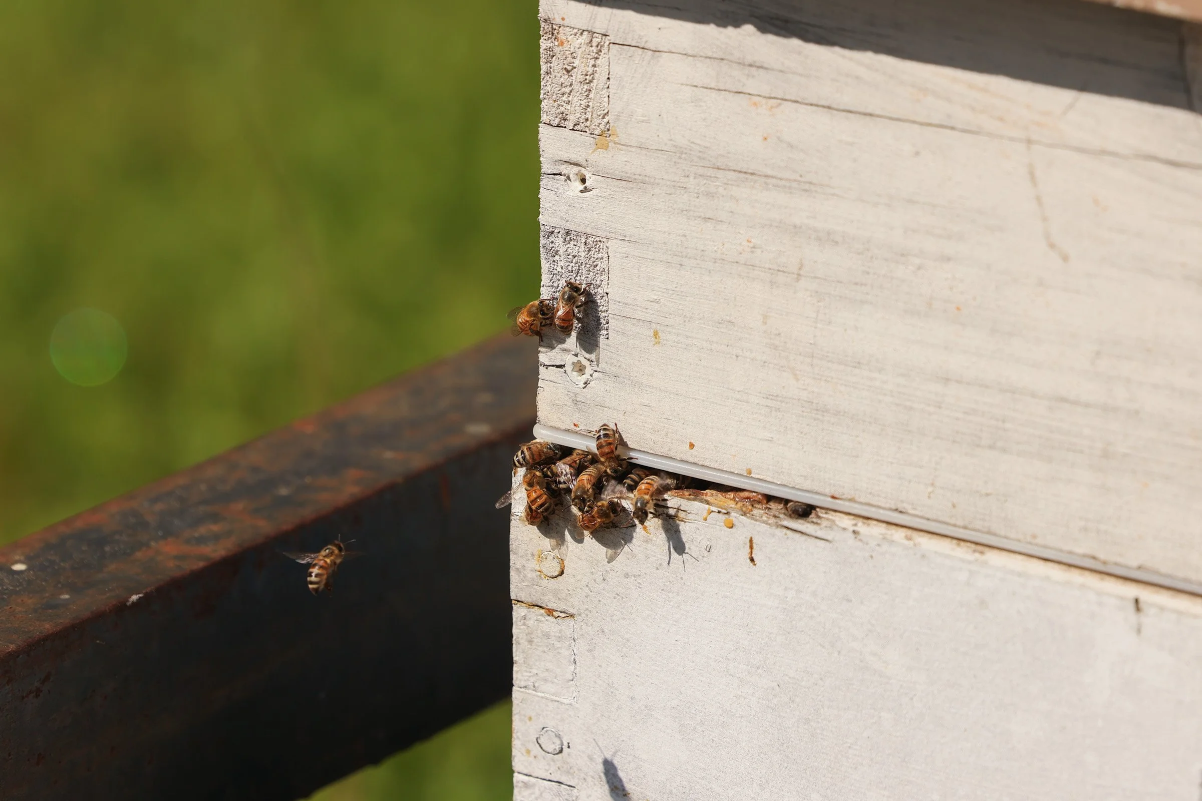 Feral bees emerge from a man-made hive constructed by Tom Hankins in Danielsville, Georgia, on April 14, 2025. Hankins captures feral bees using swarm traps.
