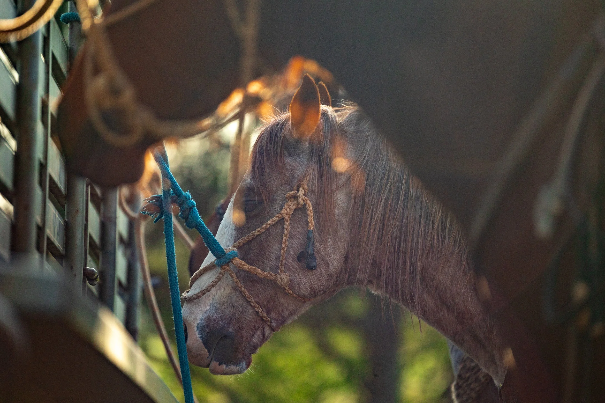 260321_KT_Rodeo0012.jpg